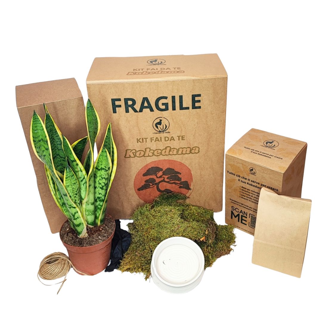 Kit Kokedama Fai da te Sansevieria Laurentii Tutto incluso