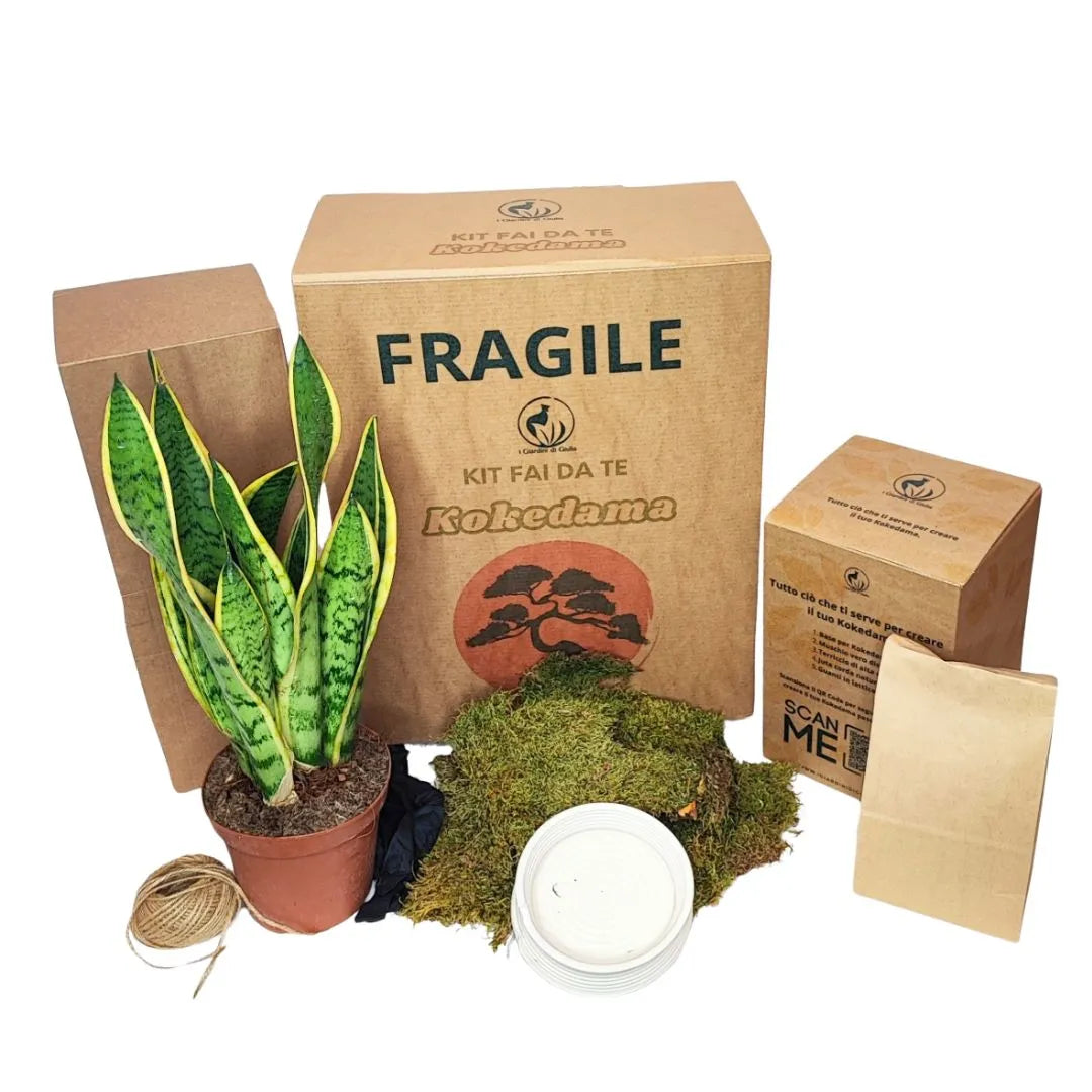 Kit Kokedama Fai da te Sansevieria Laurentii Tutto incluso