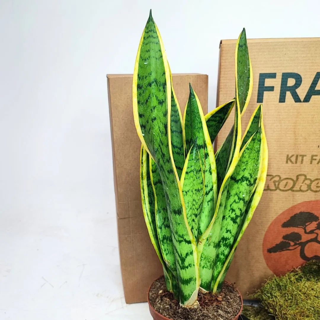 Kit Kokedama Fai da te Sansevieria Laurentii Tutto incluso