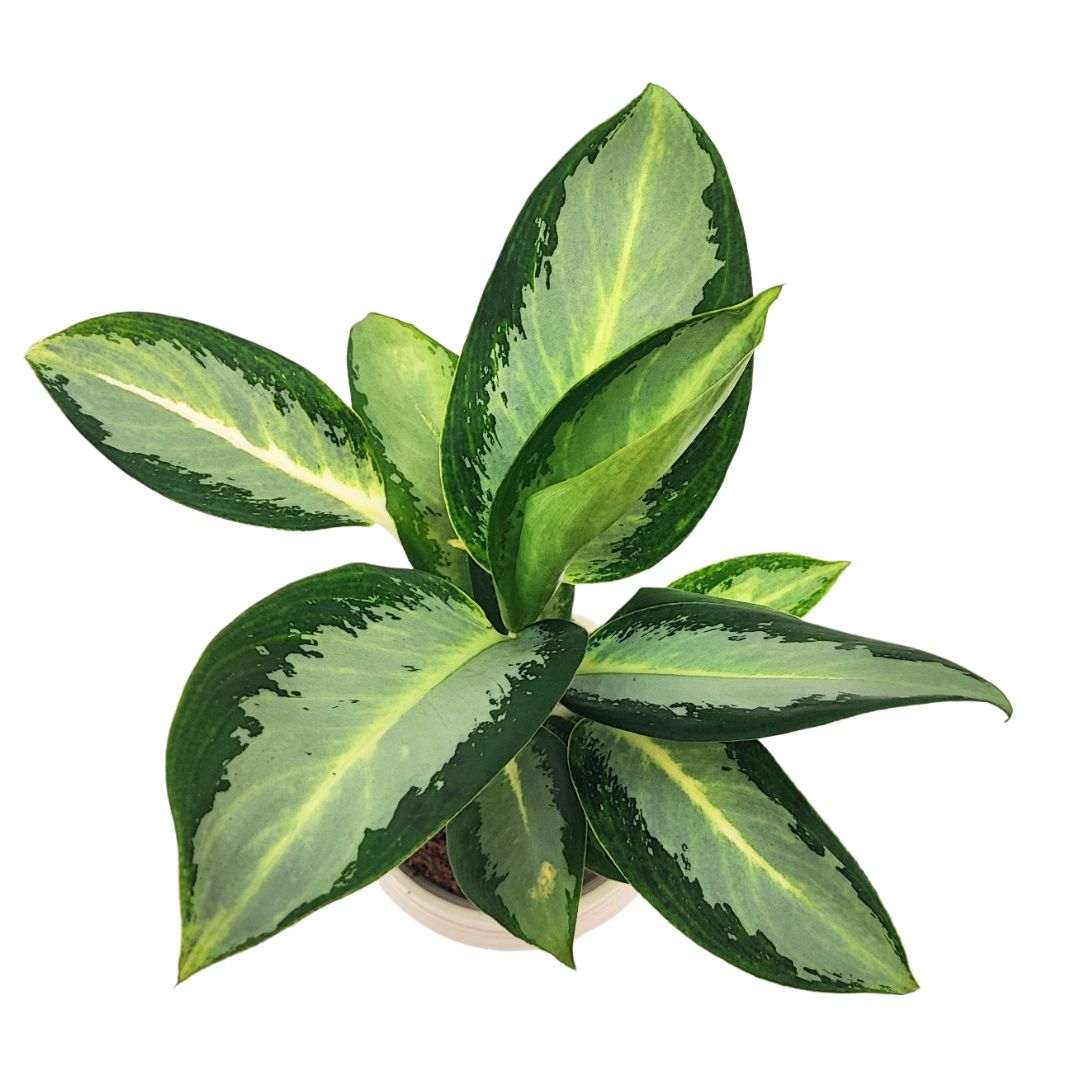 Kokedama aglaonema silver blue