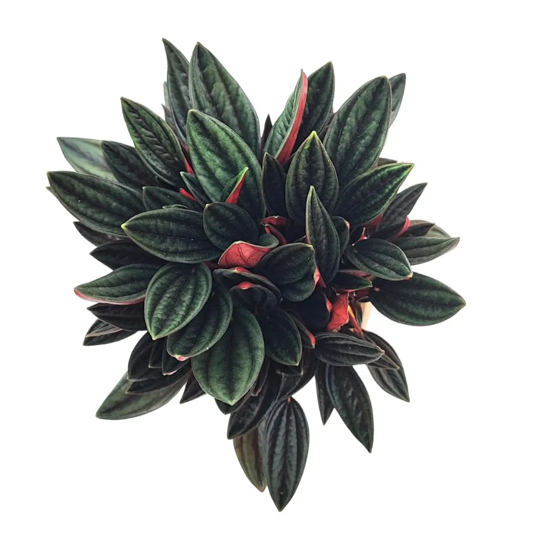 Kokedama Peperomia Caperata Rossa