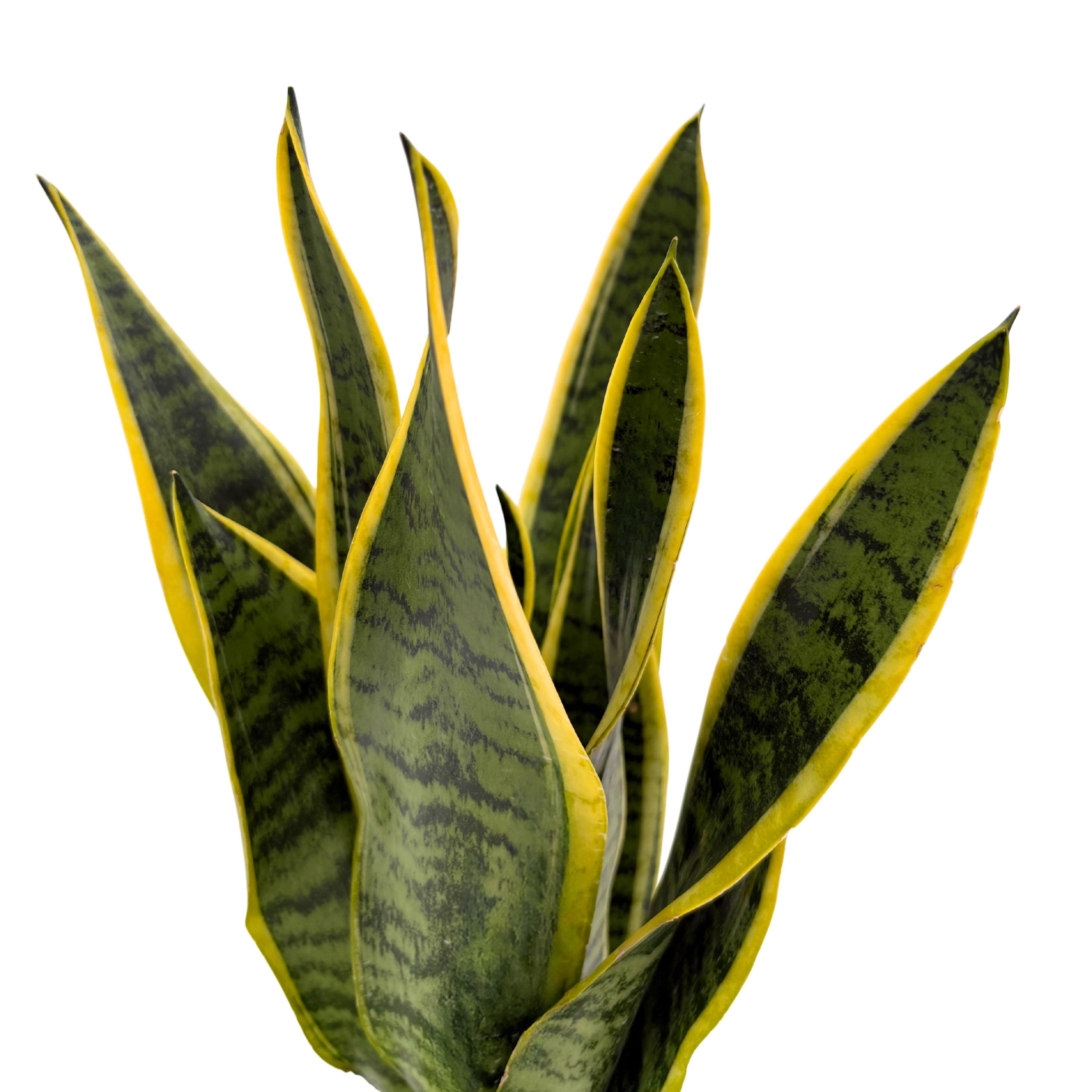 Kokedama Sansevieria Laurentii