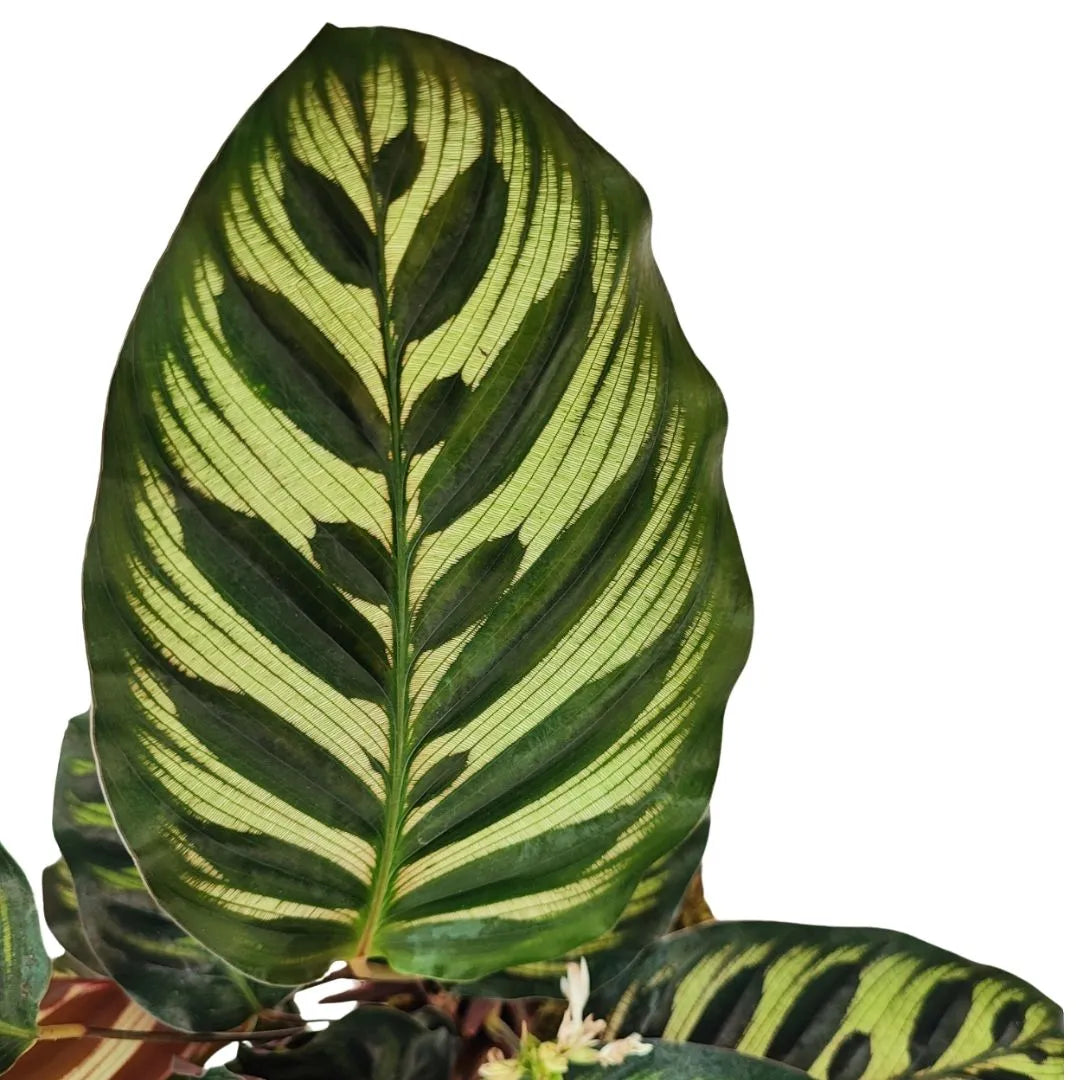 Kokedama calathea makoyana