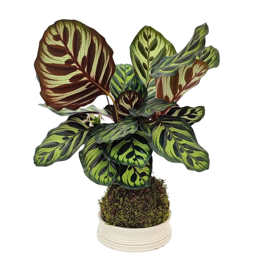 Kokedama calathea makoyana