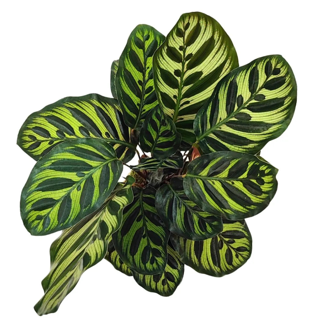 Kokedama calathea makoyana