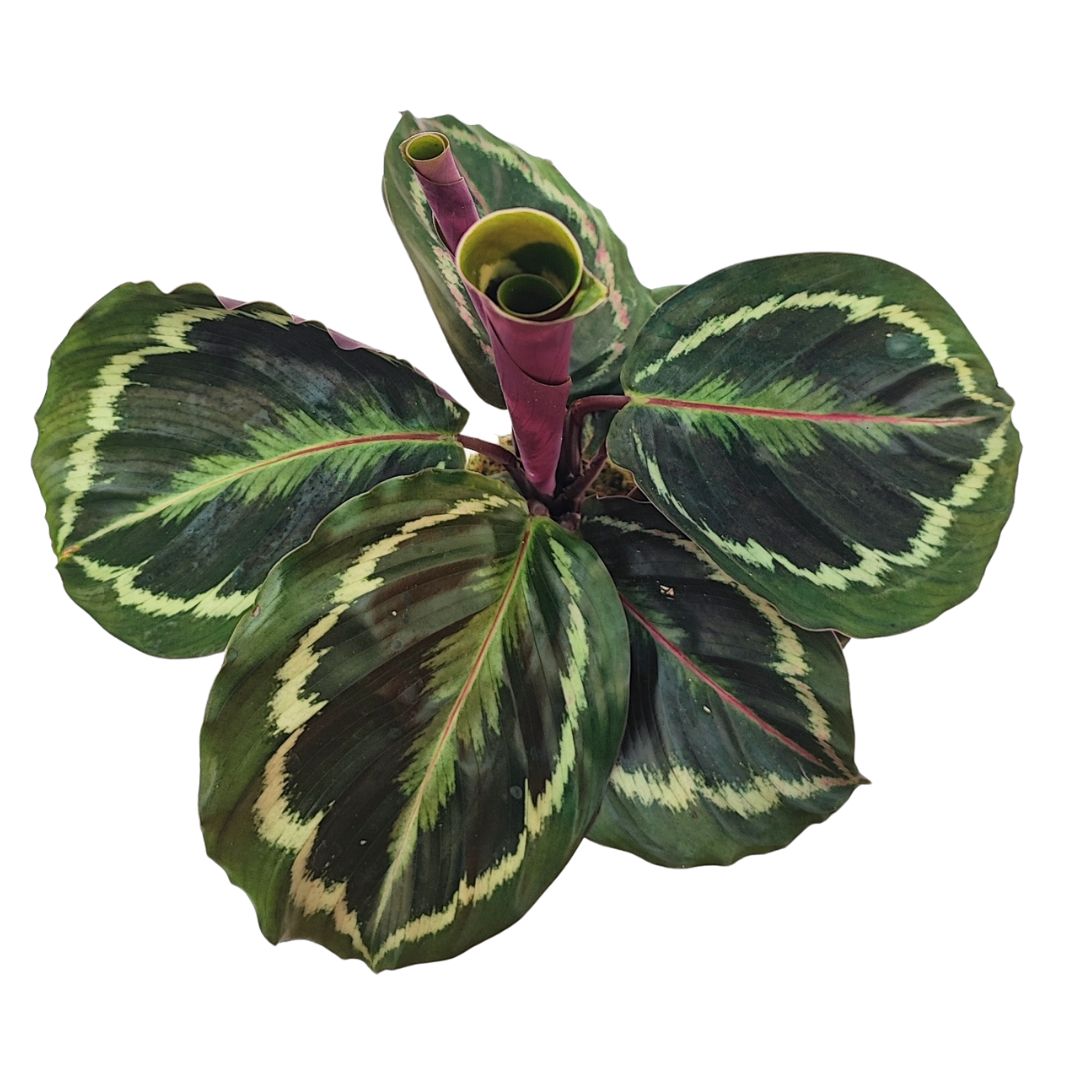 Kokedama calathea medallion