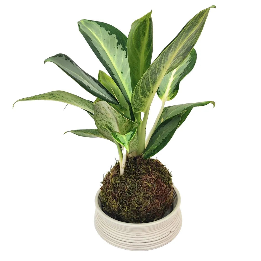 Kokedama aglaonema silver blue