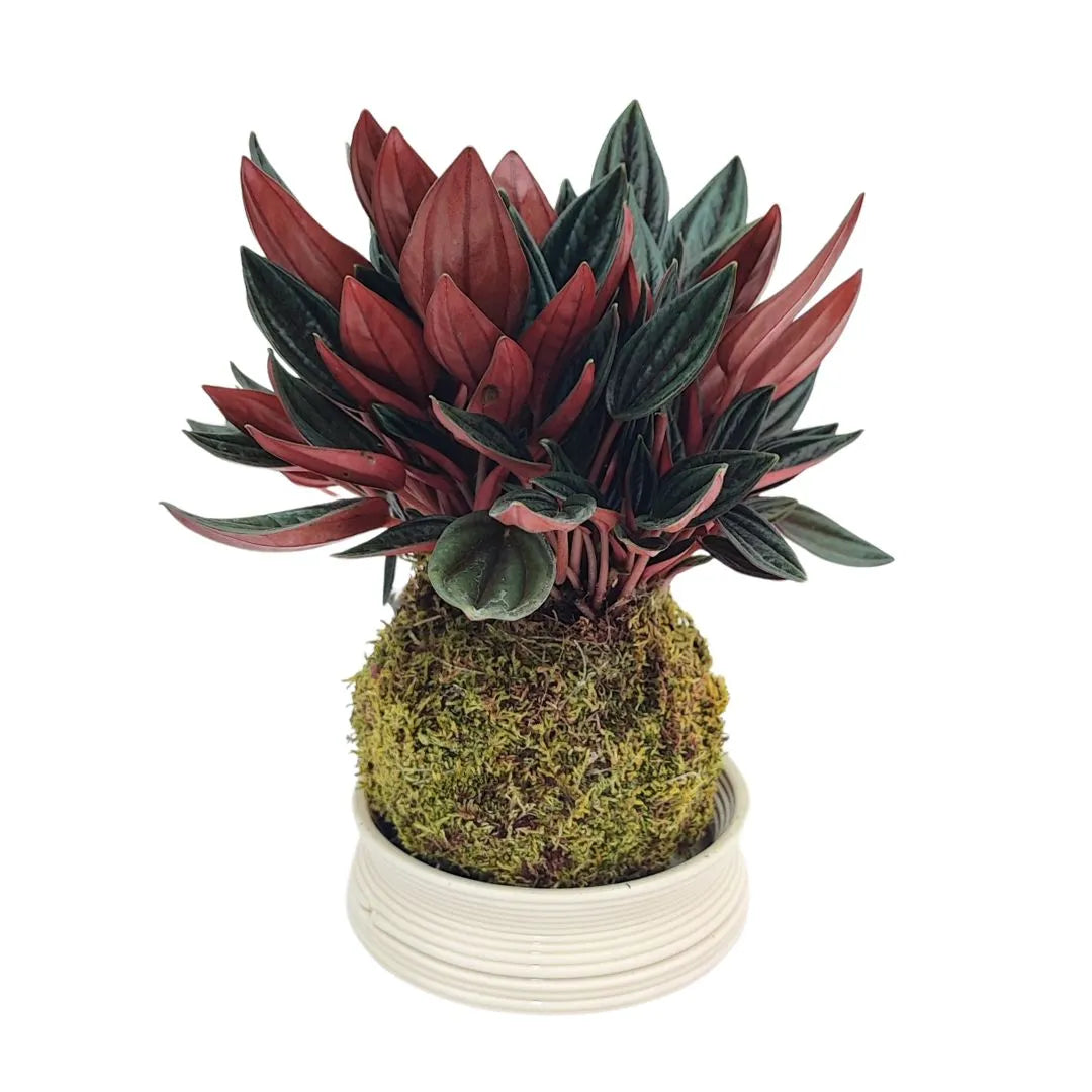 Kokedama Peperomia Caperata Rossa