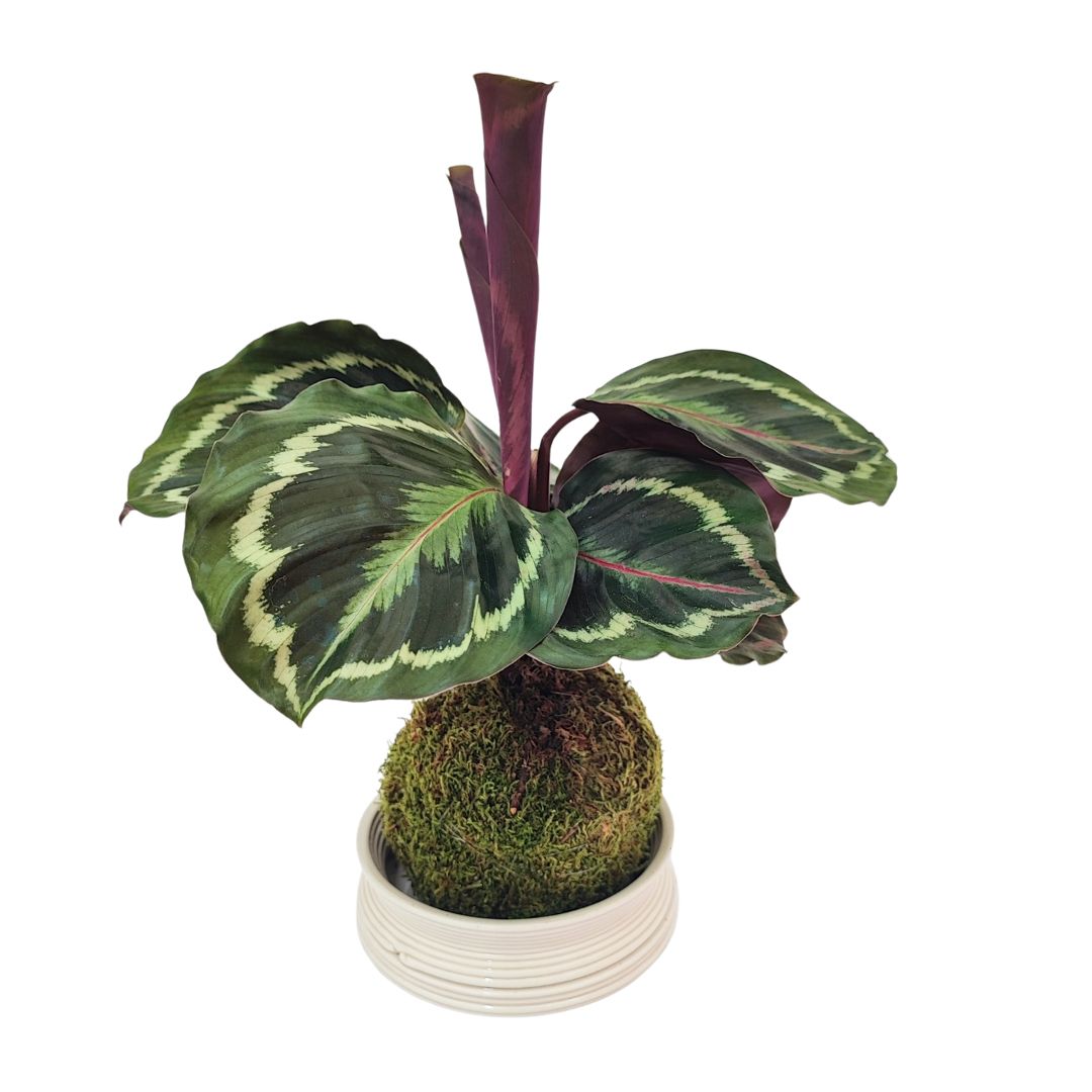 Kokedama calathea medallion