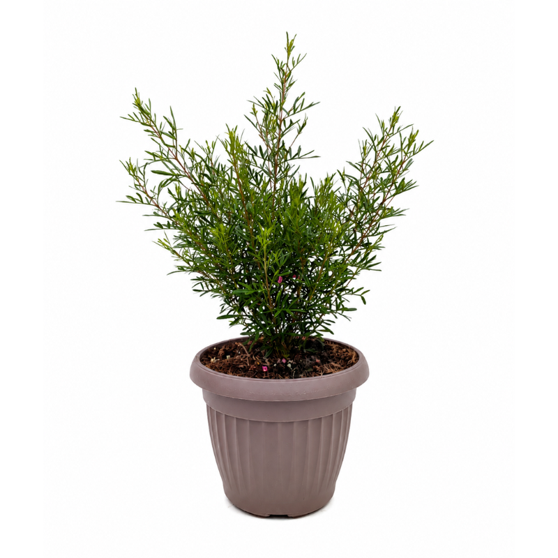 Boronia Heterophylla in Vaso D.18 H.35 cm