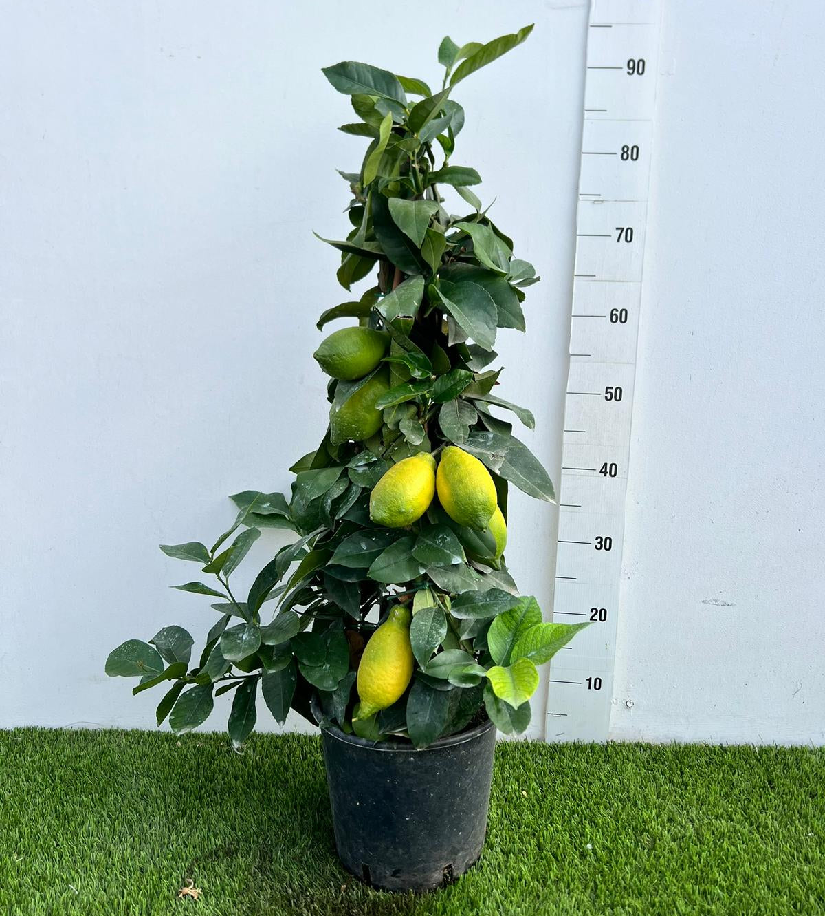 Citrus Limone Lunario Piramide in Vaso Ø20cm H90cm – Agrume Made in Sicily