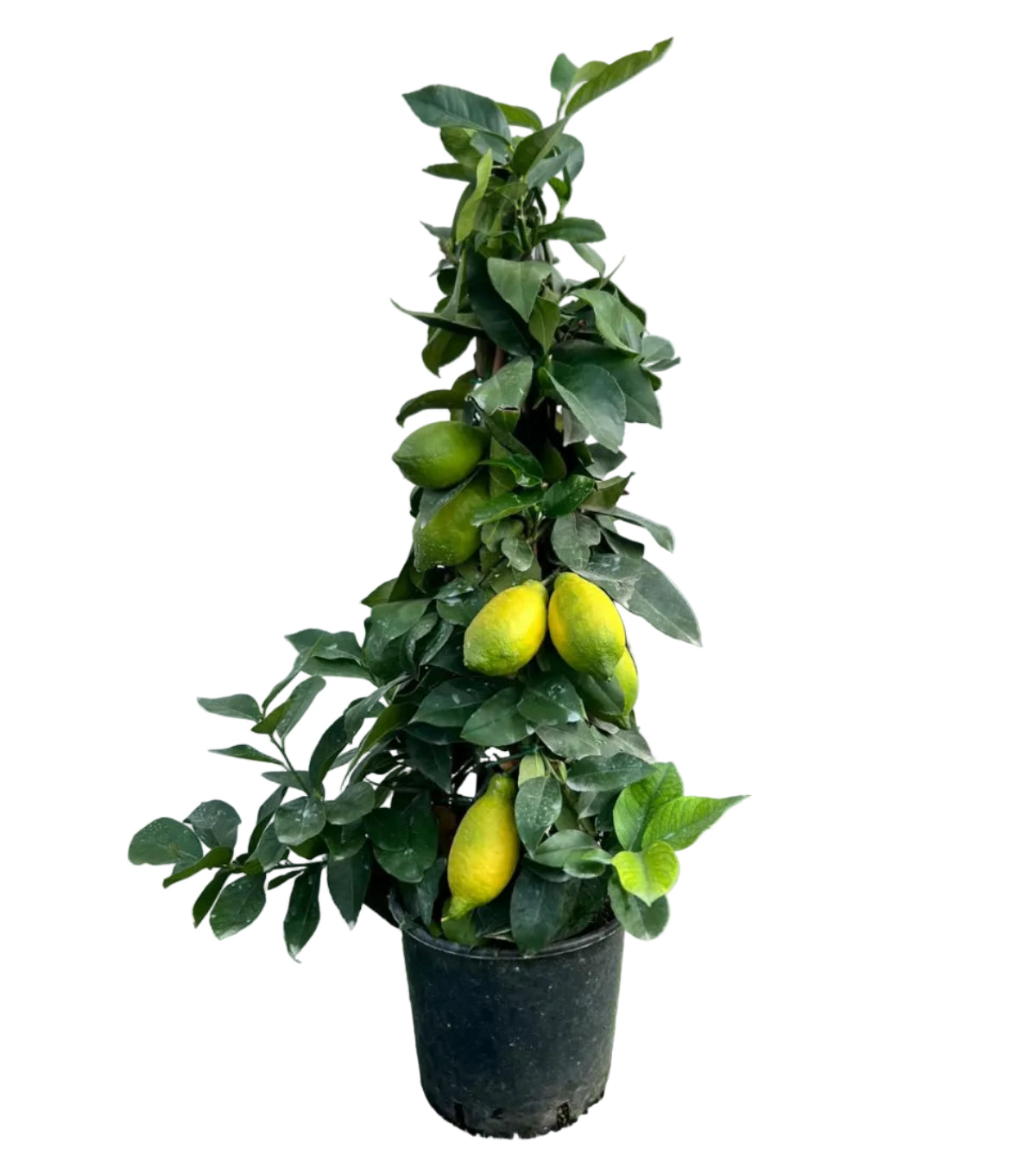 Citrus Limone Lunario Piramide in Vaso Ø20cm H90cm – Agrume Made in Sicily