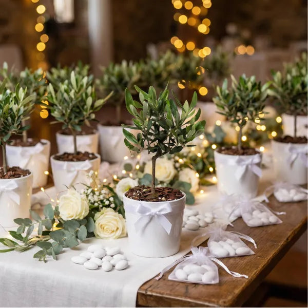 Mini Bonsai Olivo in vaso ceramica Bianco
