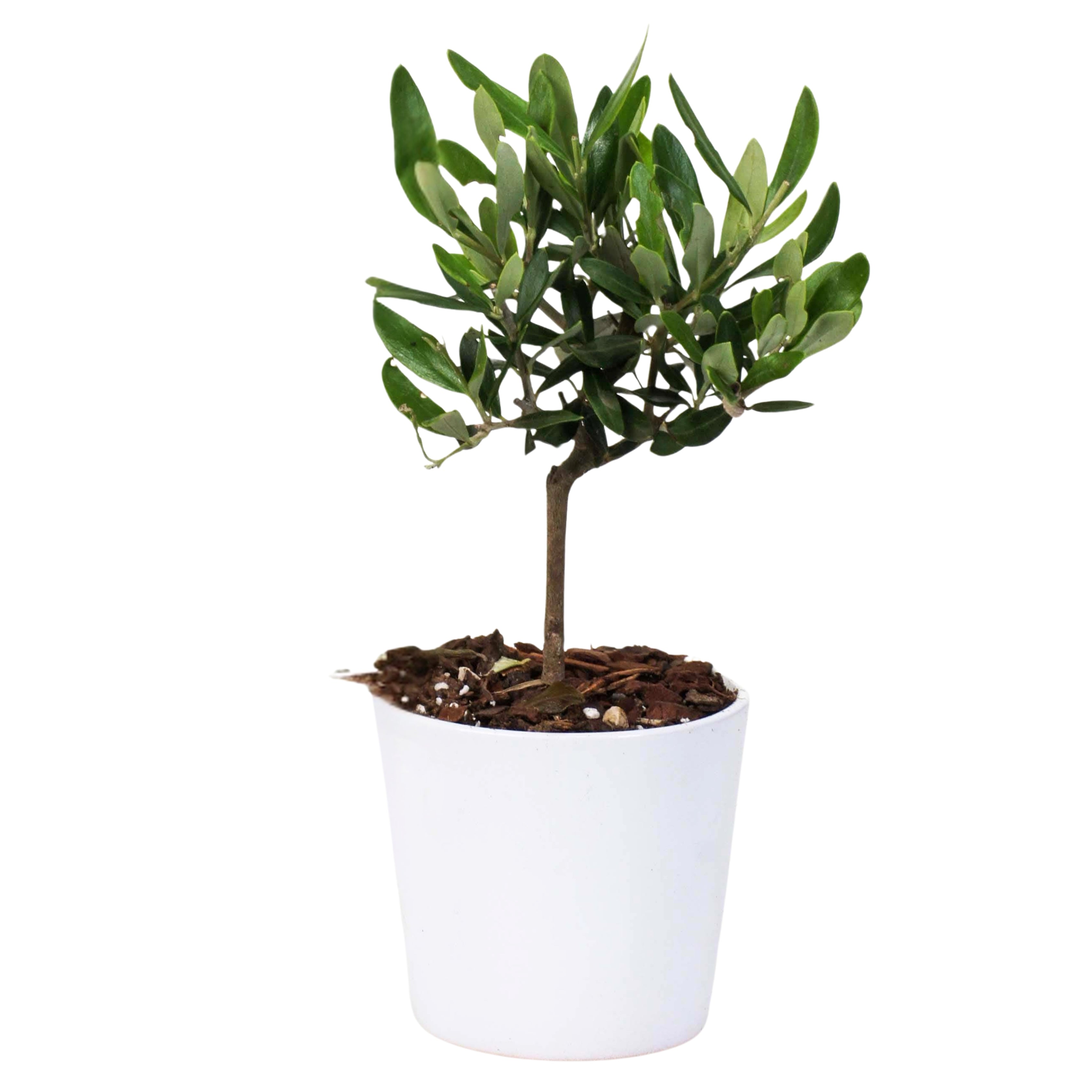 Mini Bonsai Olivo in vaso ceramica Bianco