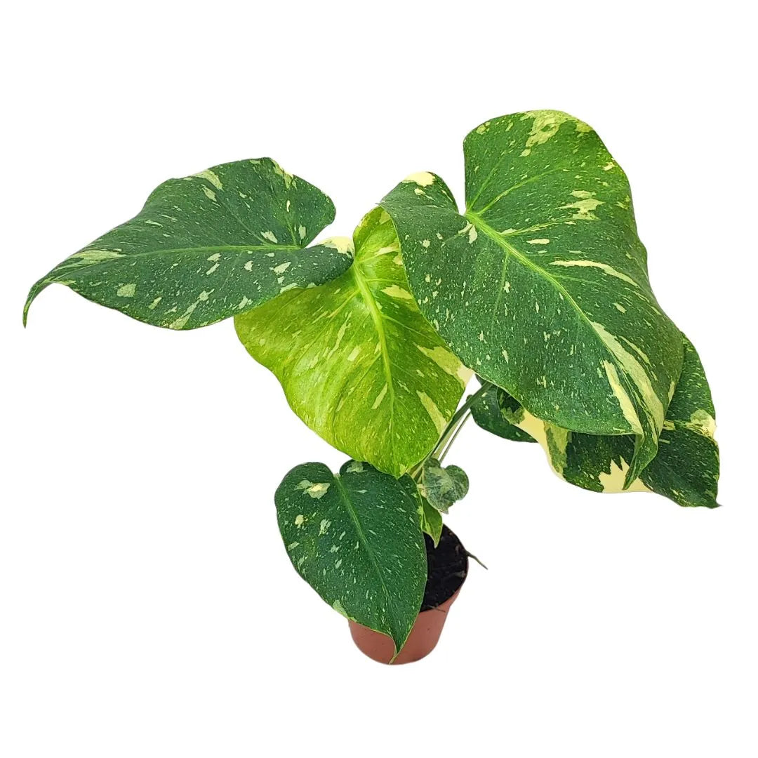 Monstera Thai Constellation D.17 H.65 cm