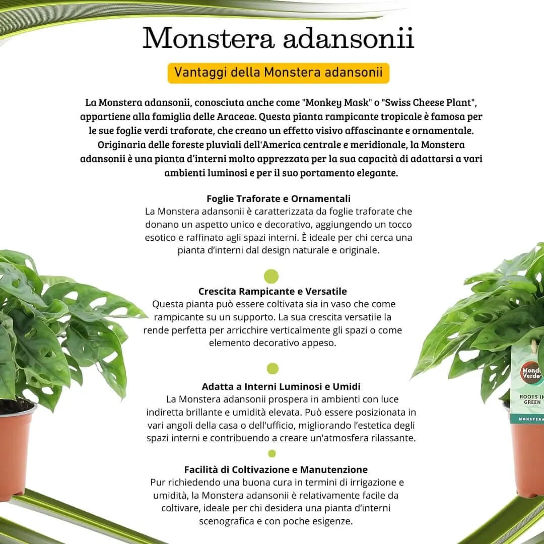 Monstera adansonii