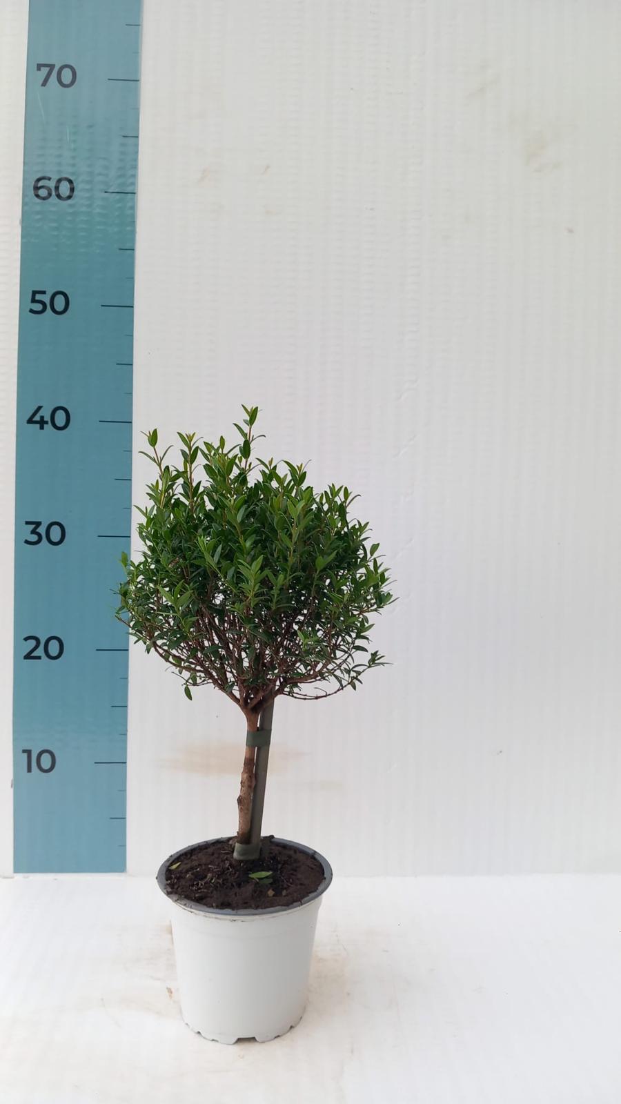 Piantina Alberello di Mirto - Myrtus Microphylla CERTIFICATA