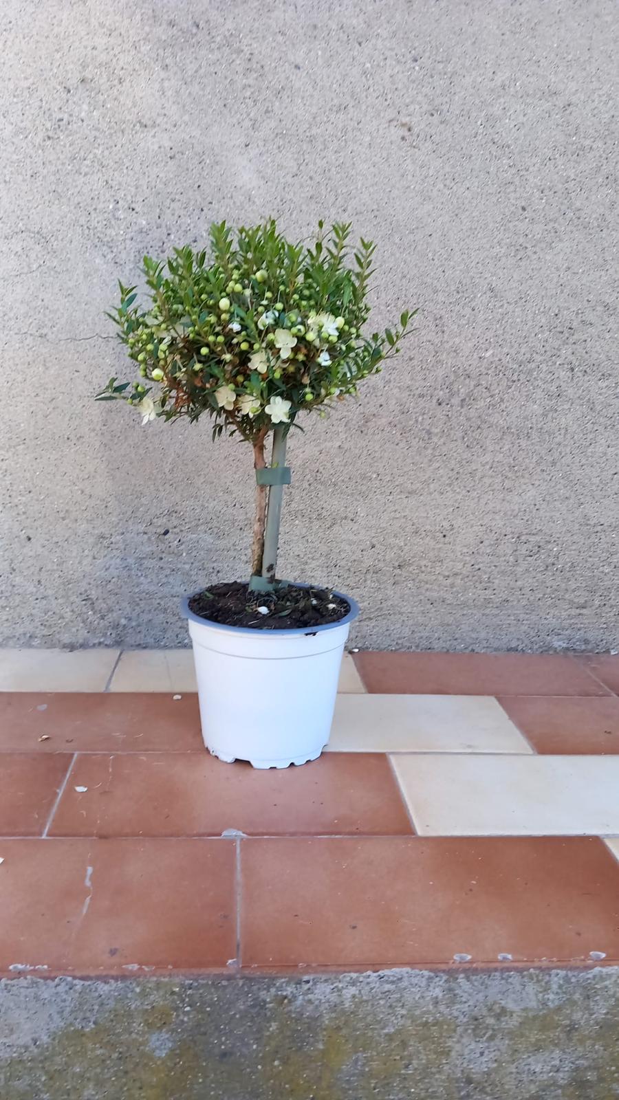 Piantina Alberello di Mirto - Myrtus Microphylla CERTIFICATA