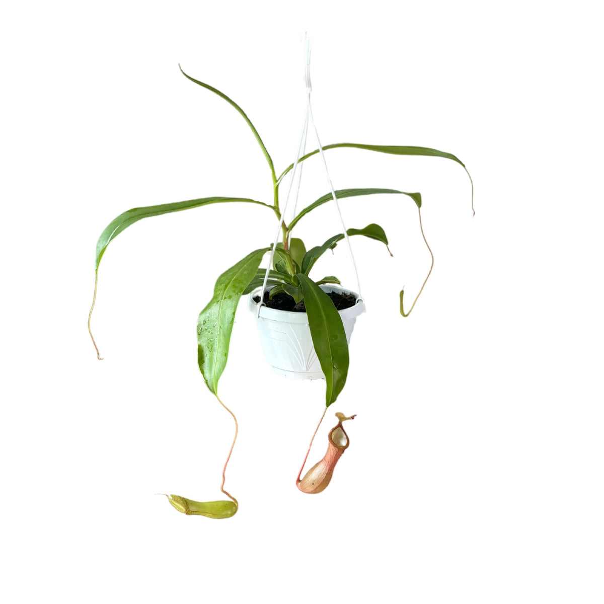 Pianta carnivora lunghezza 35/45 cm vaso basket diametro 15 cm