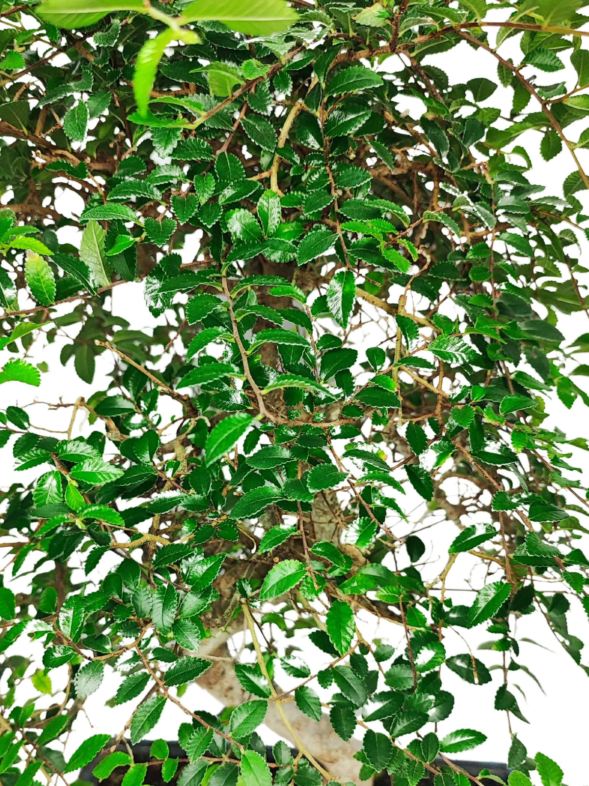 Bonsai Zelkova S-Shape - Altezza Pianta 50 cm