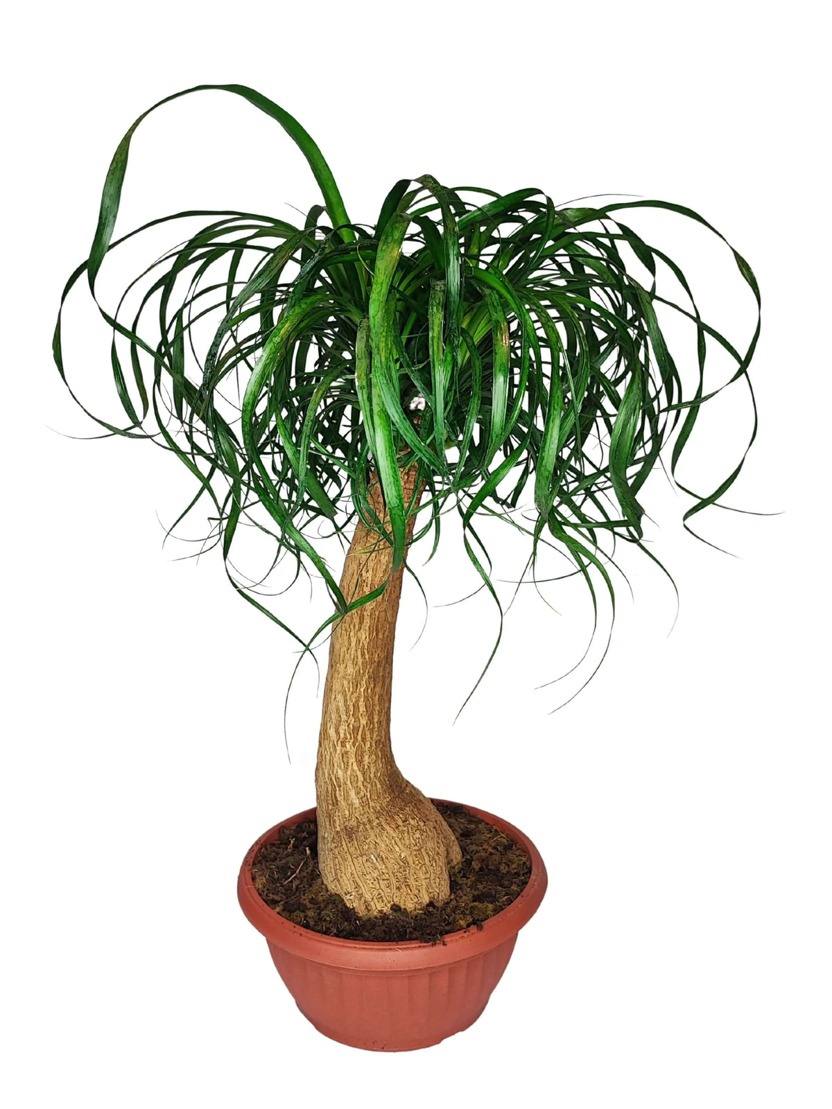 Beaucarnea (Mangiafumo) Altezza Pianta 60 cm