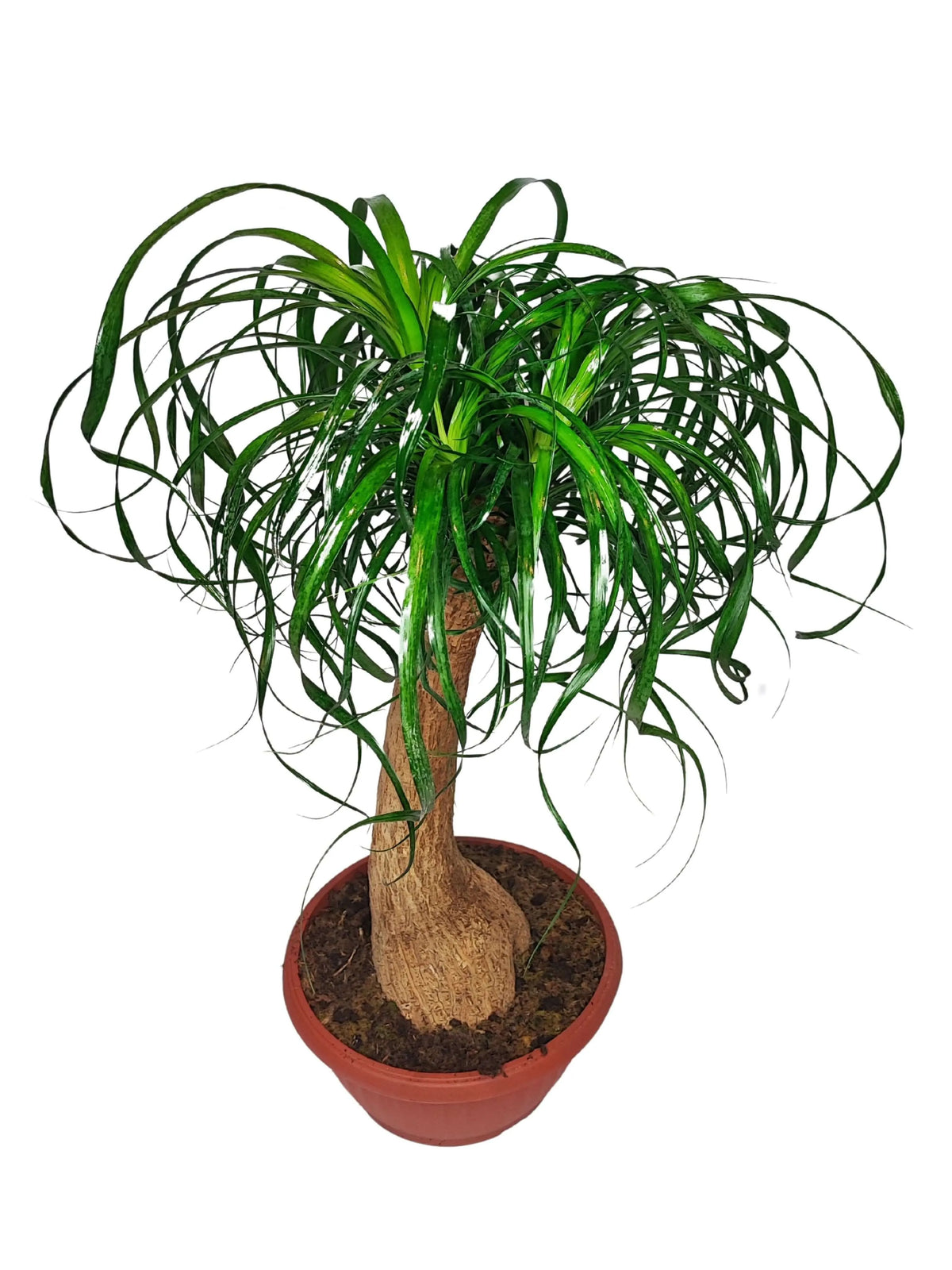 Beaucarnea (Mangiafumo) Altezza Pianta 60 cm