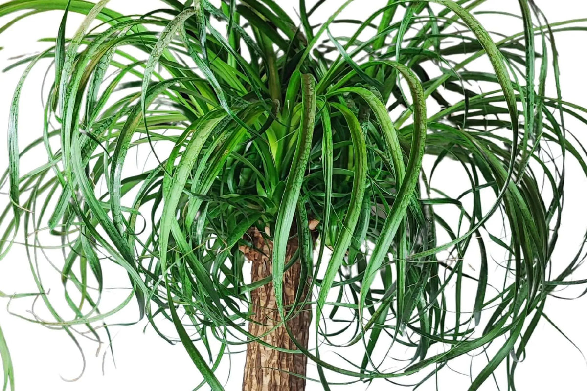 Beaucarnea (Mangiafumo) Altezza Pianta 85 cm