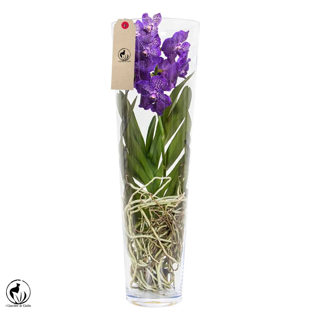 Orchidea Vanda Aerea 65 cm