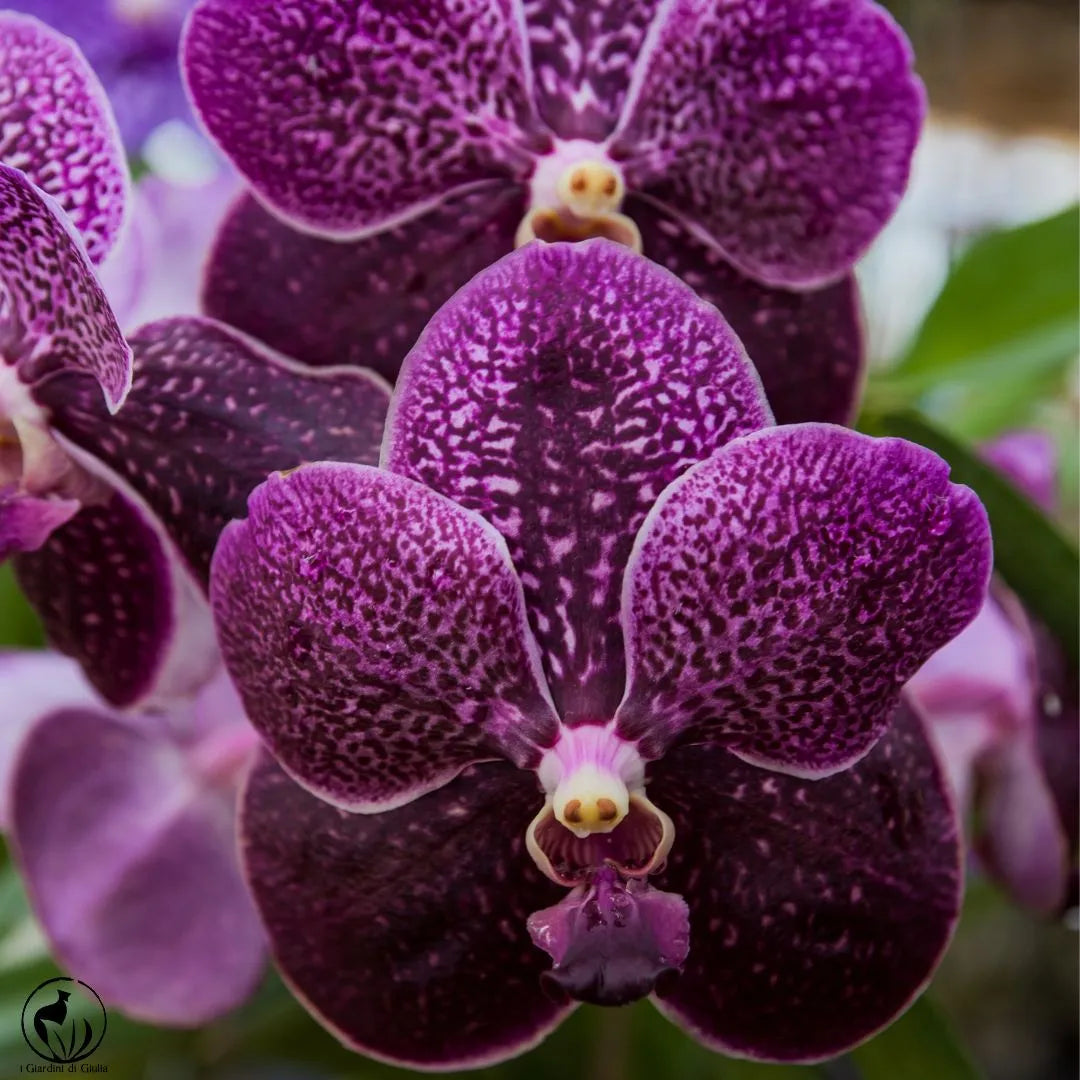 Orchidea Vanda Aerea 65 cm