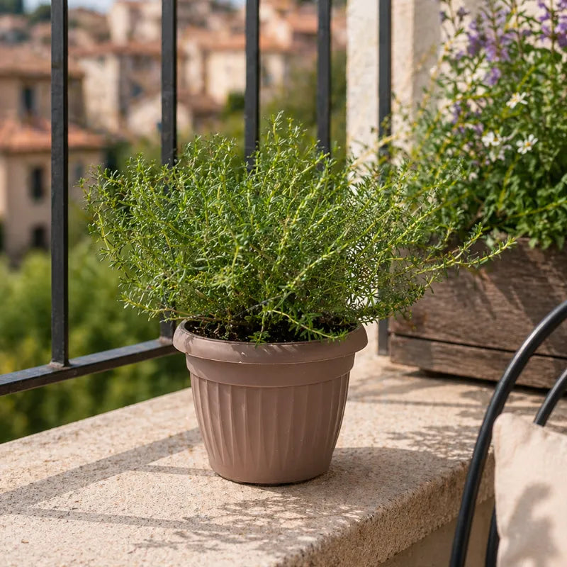 Origano in Vaso D.18 H.40 cm