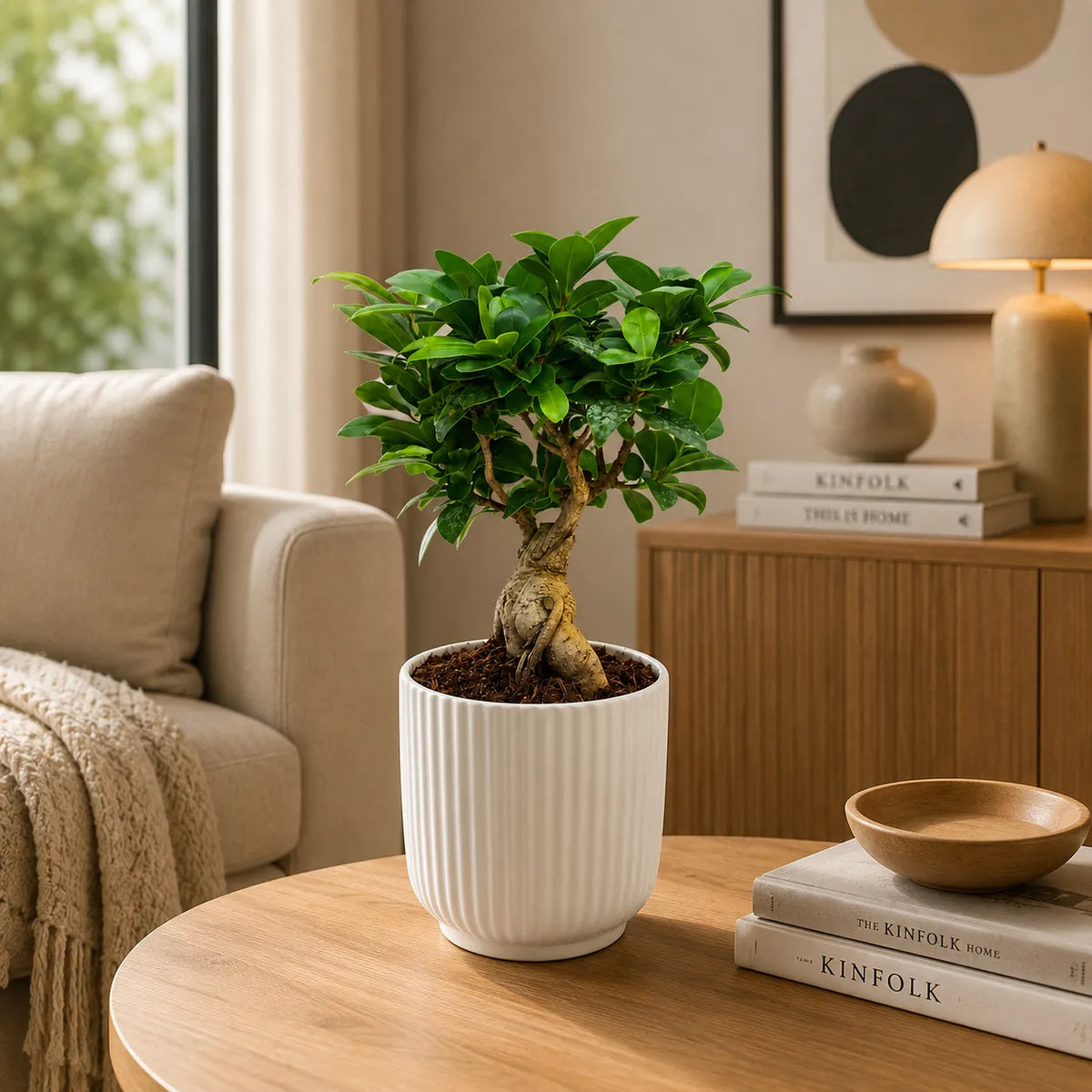 Bonsai ficus ginseng in vaso ceramica Pitti D.12 H.30 cm