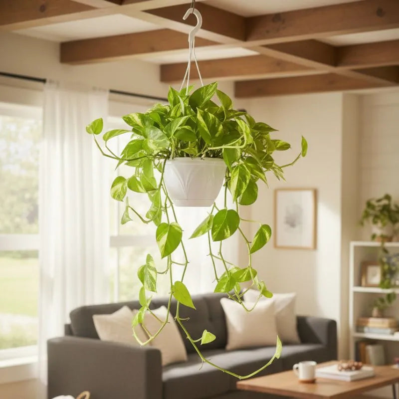 Pothos Scindapsus Aureus