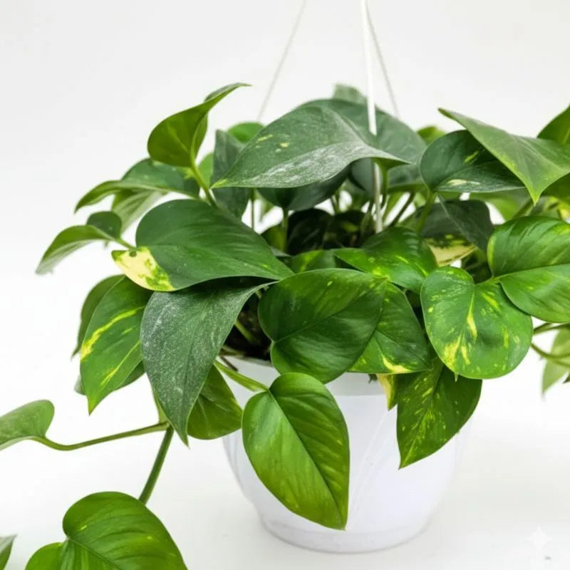 Pothos Scindapsus Aureus