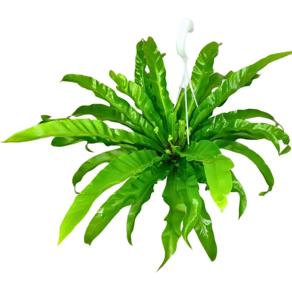 Asplenium Anticum - Altezza Pianta 65 cm, Vaso Basket