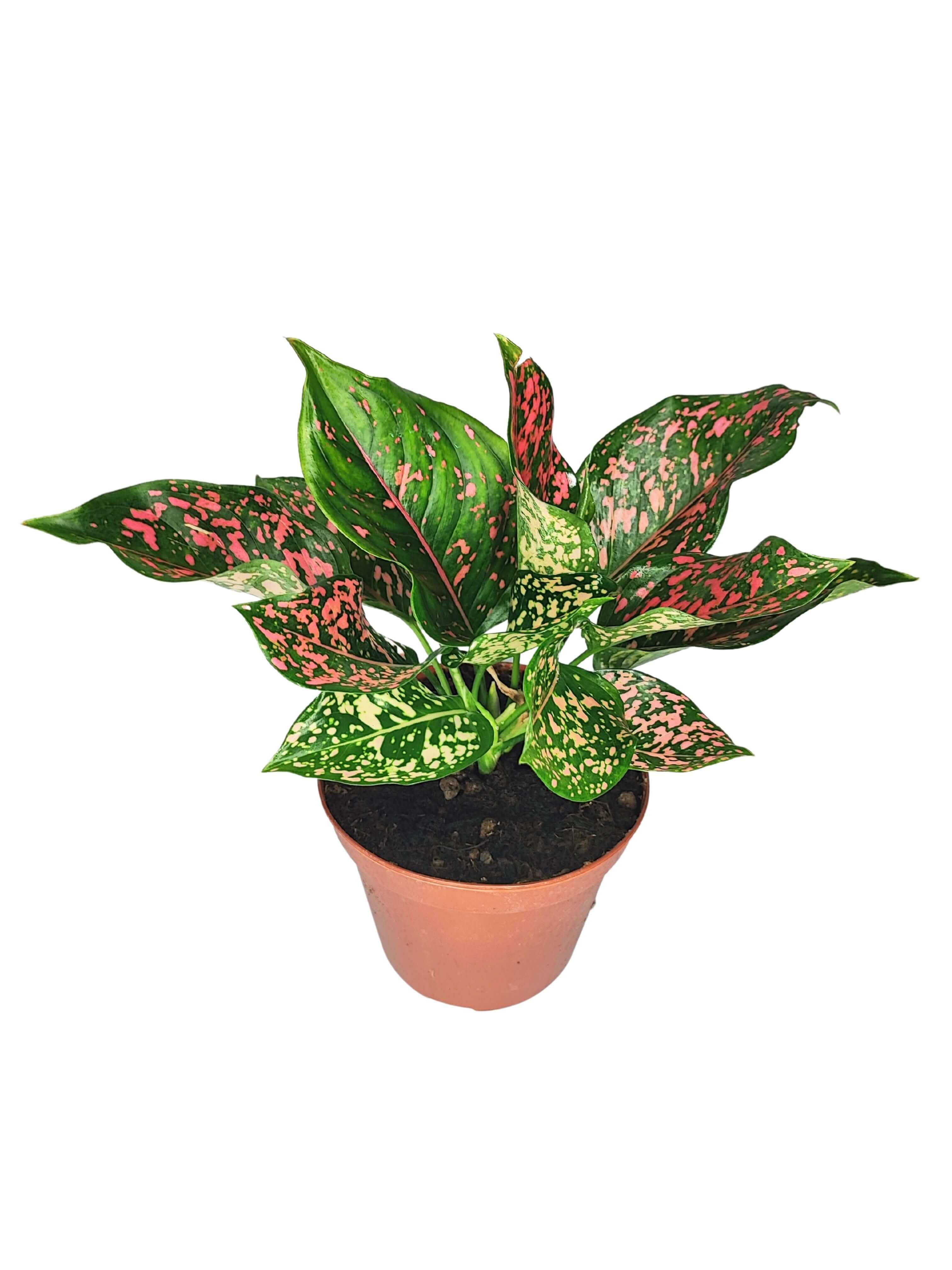 Aglaonema Pink Beauty