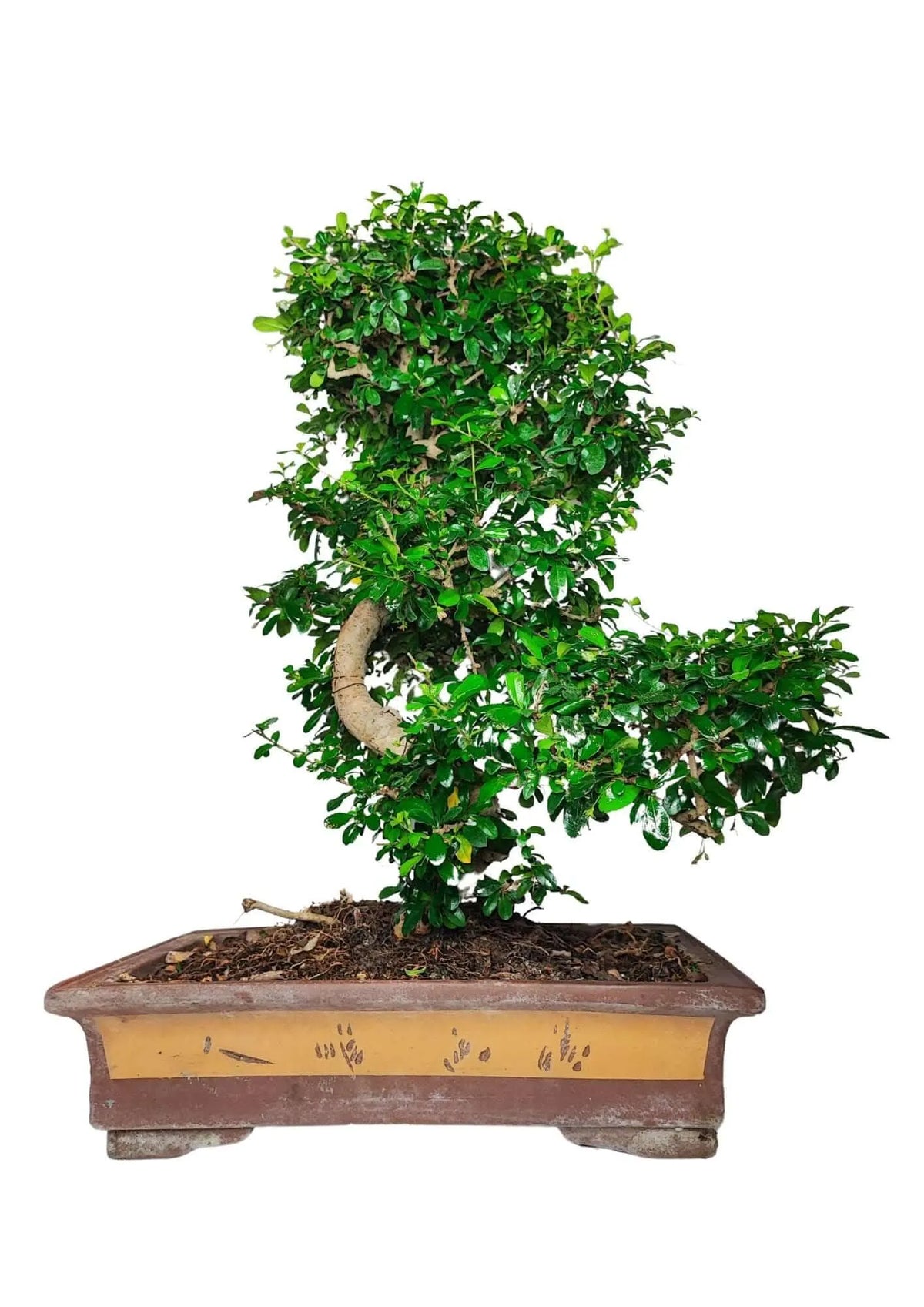 Bonsai carmona S-shape Altezza Pianta 80 cm
