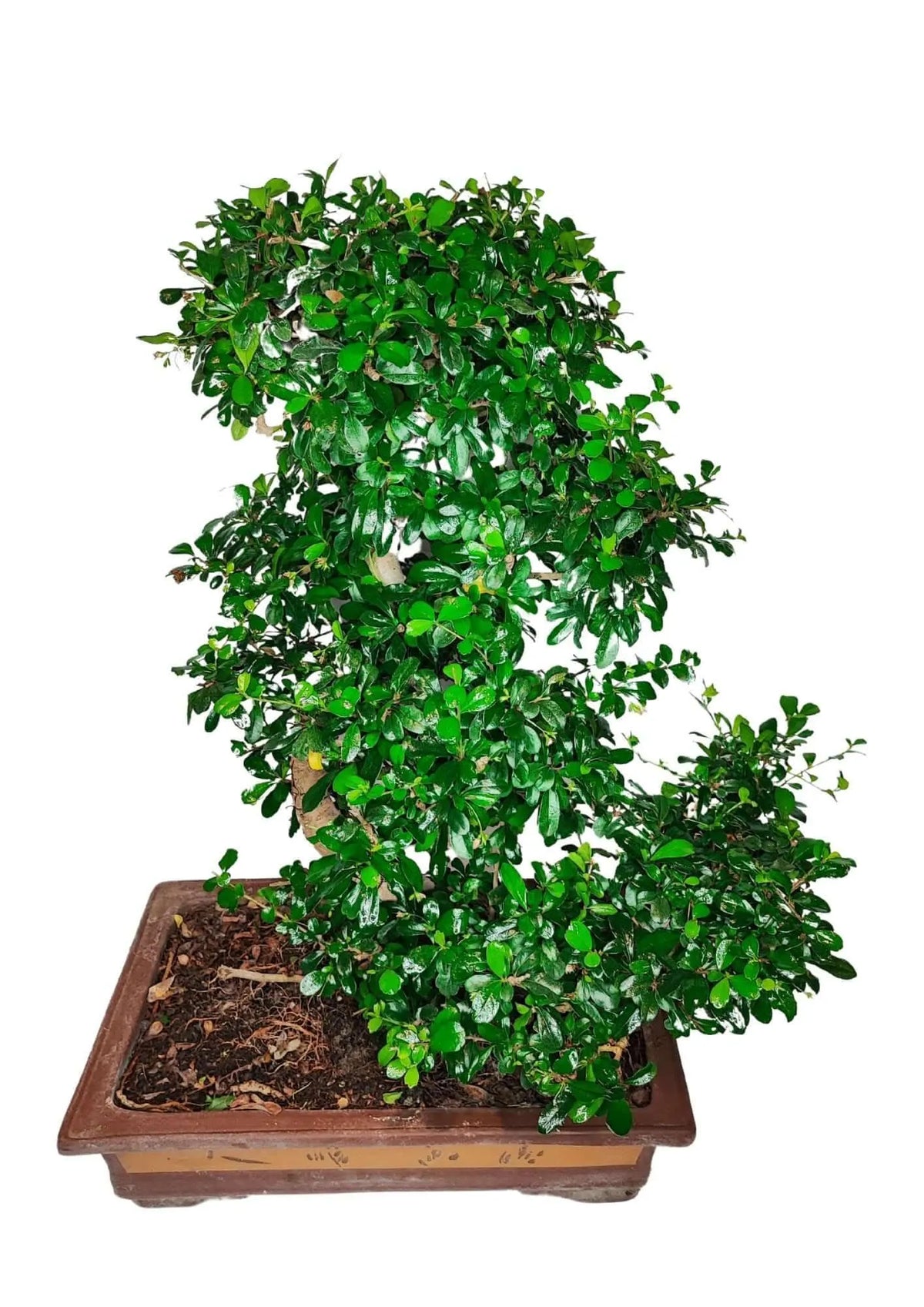 Bonsai carmona S-shape Altezza Pianta 80 cm