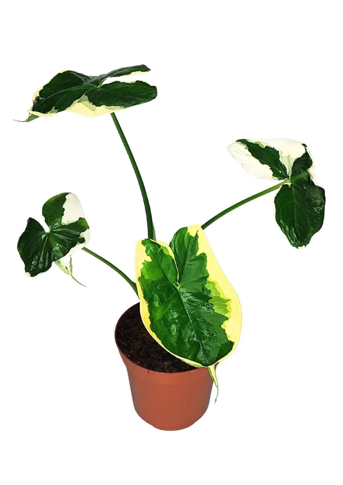 Alocasia Mickey Mouse