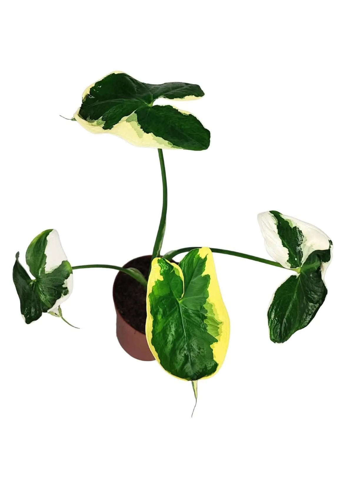 Alocasia Mickey Mouse
