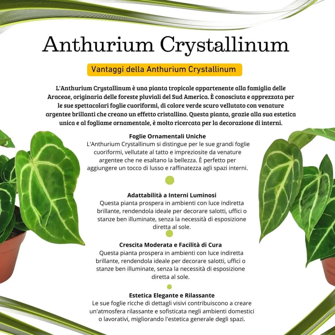 Anthurium Crystallinum