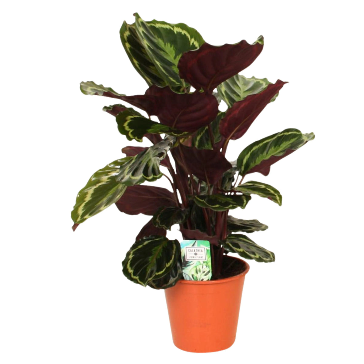 Calathea Medallion altezza D.19 H.65 cm