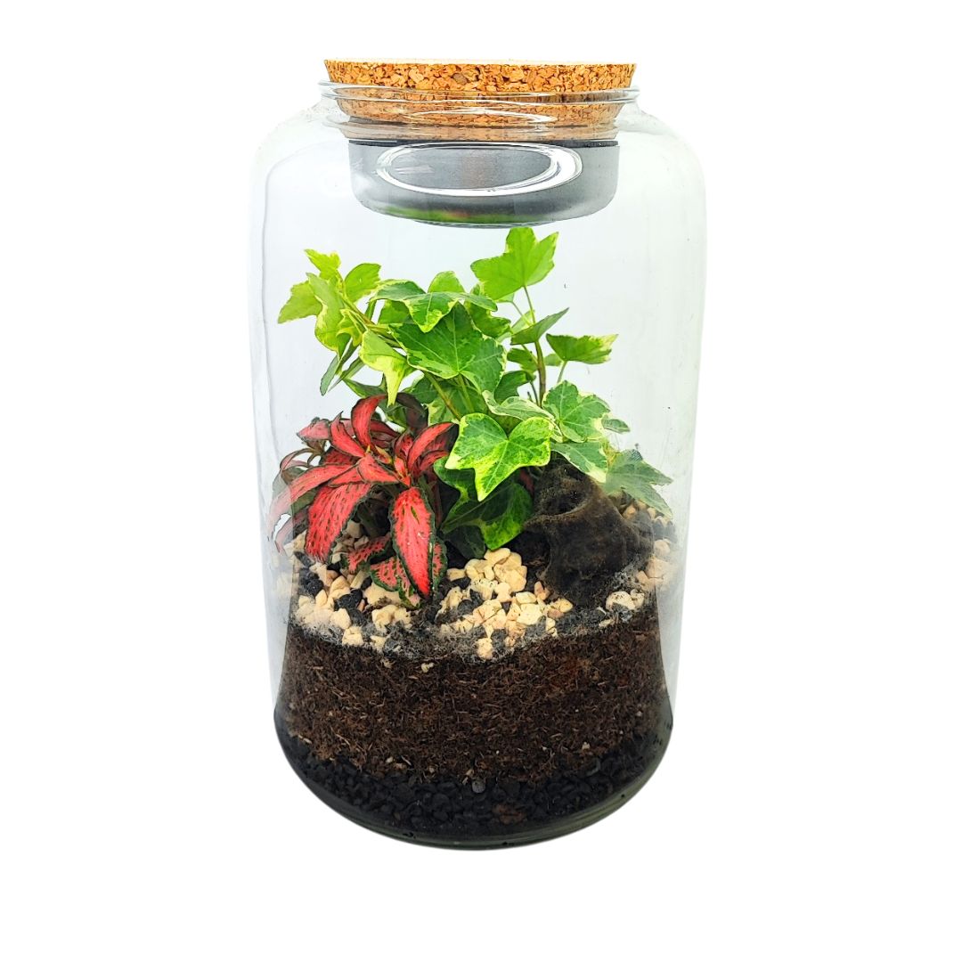Terrarium Lumina