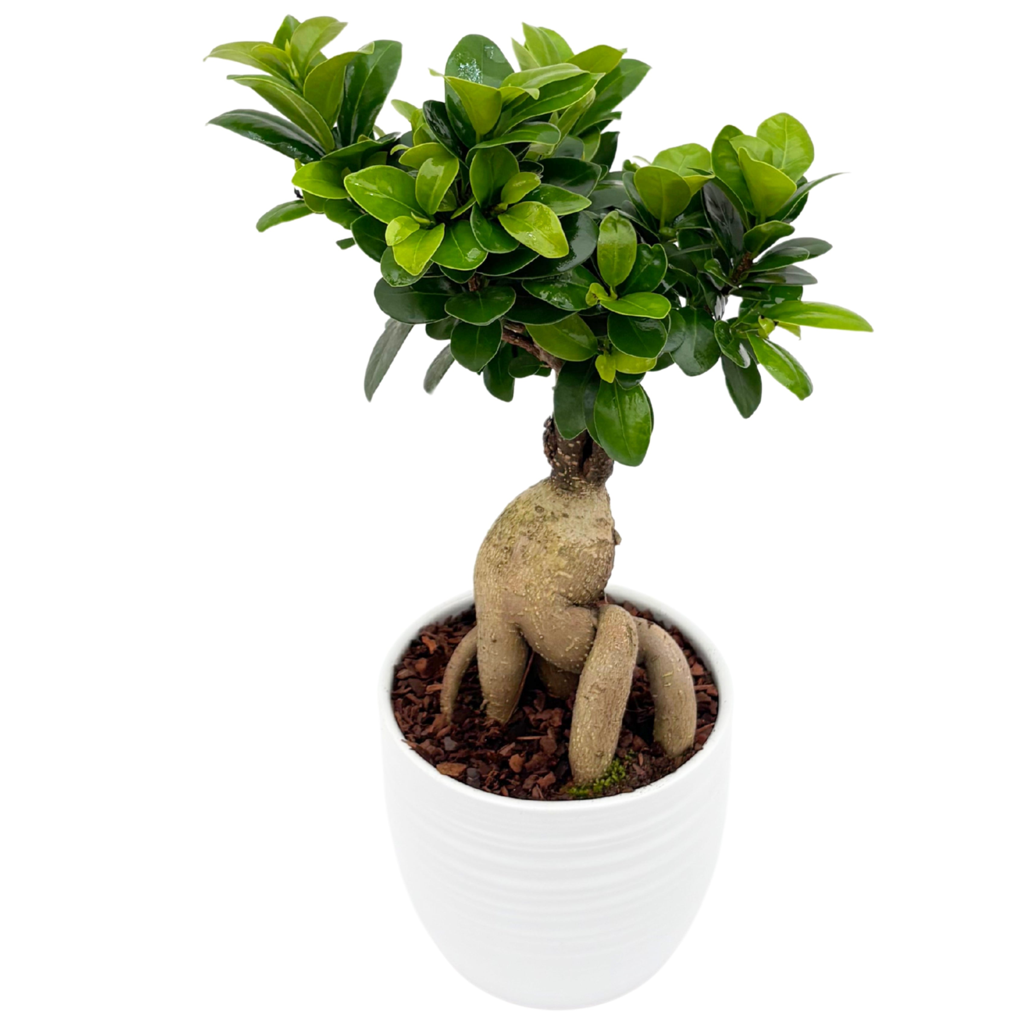 Bonsai Ficus Ginseng Vaso di Ceramica Bergamo Altezza Pianta 40 cm,
