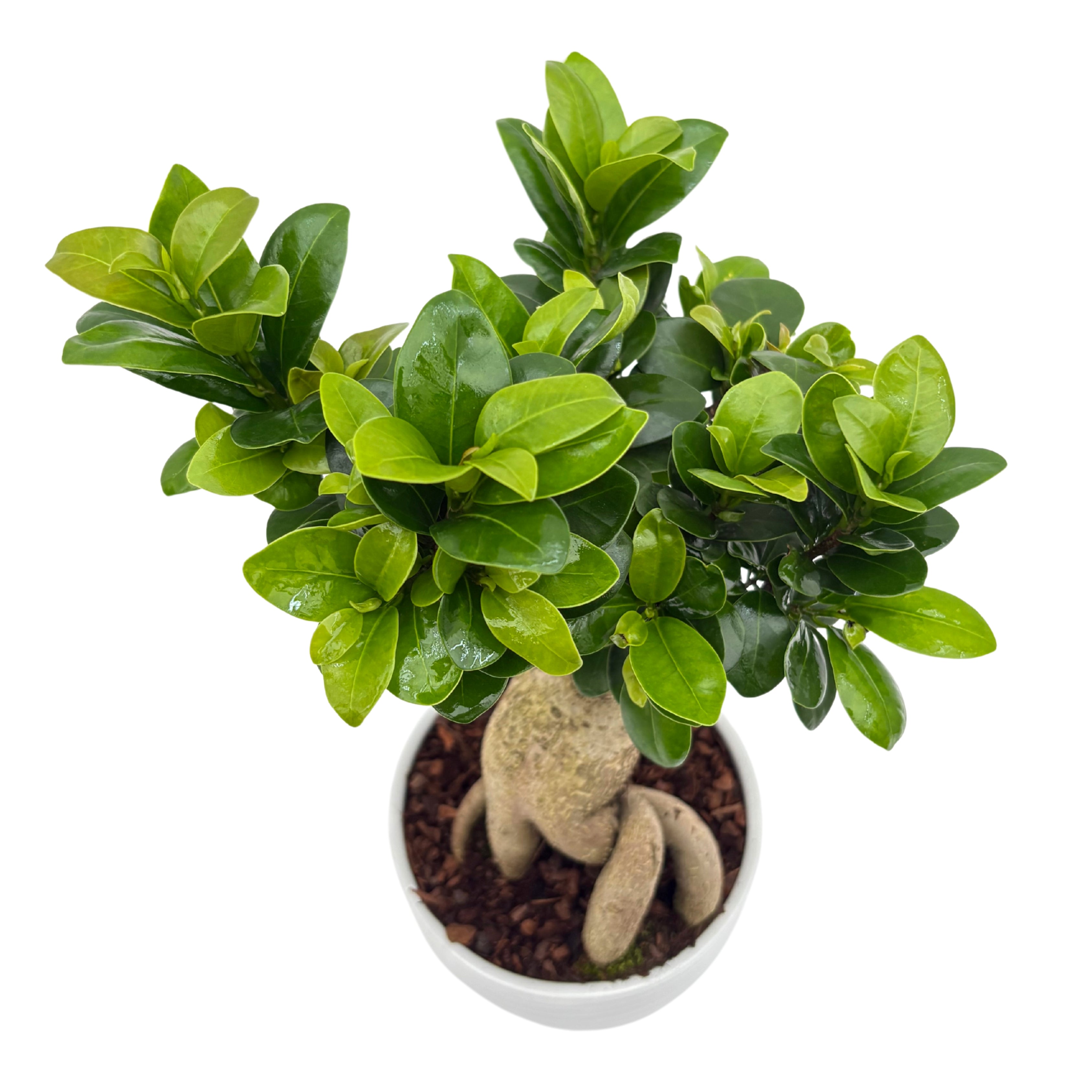 Bonsai Ficus Ginseng Vaso di Ceramica Bergamo Altezza Pianta 40 cm,