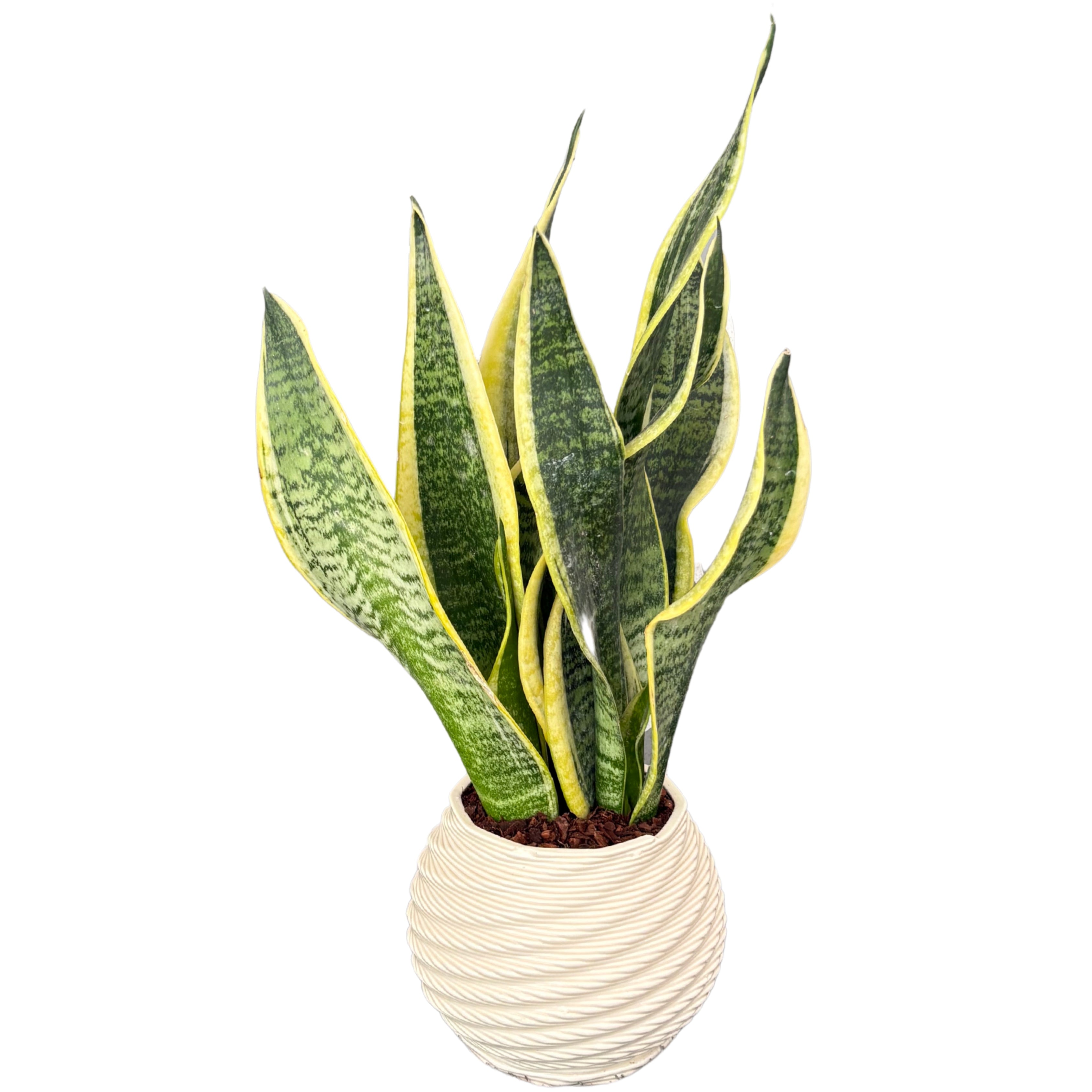 Sansevieria Laurentii - Altezza Pianta 35 cm