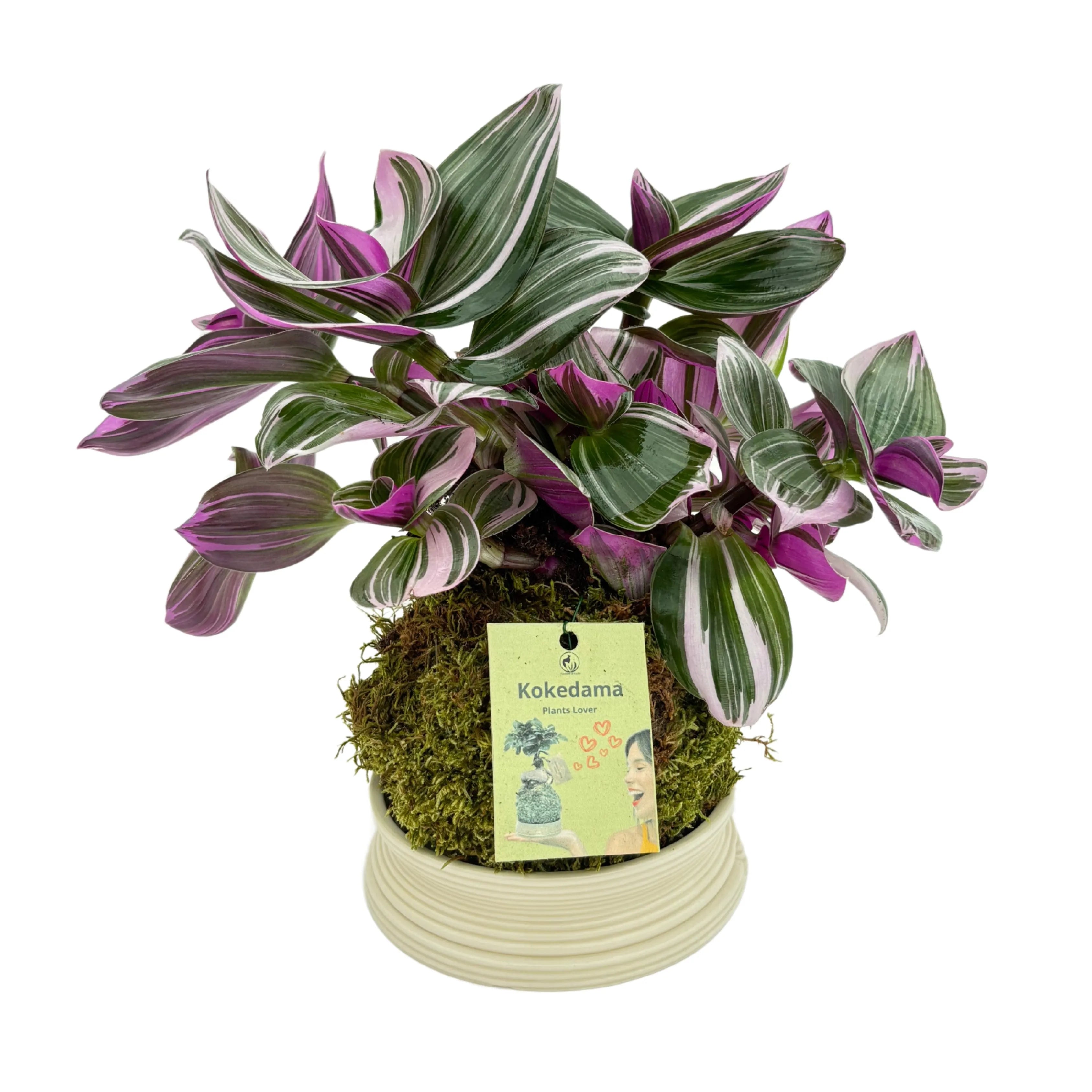 Tradescantia Zebrina in Kokedama altezza pianta 25