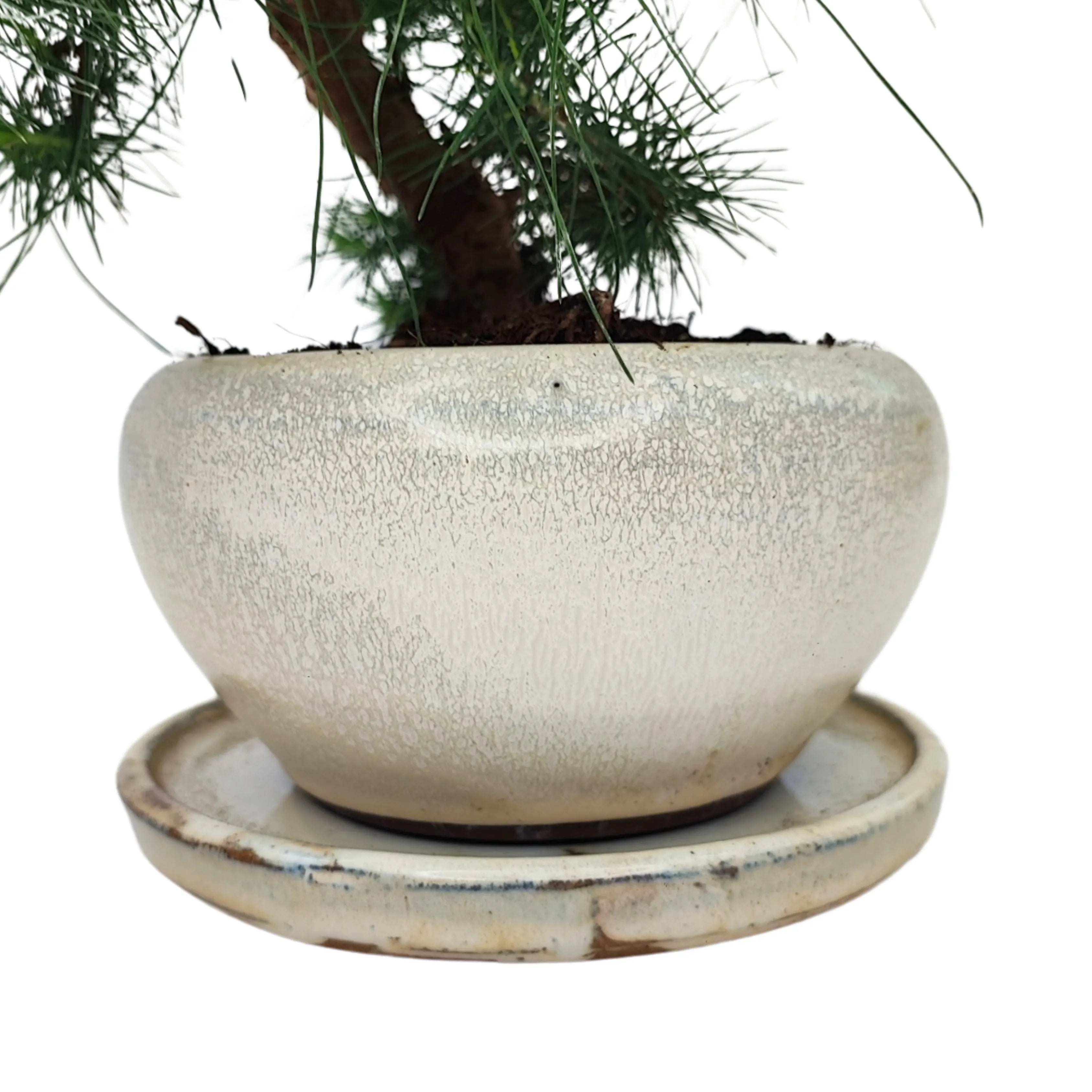 Bonsai Pinus Halepensis 9 Anni - Collezione Premium