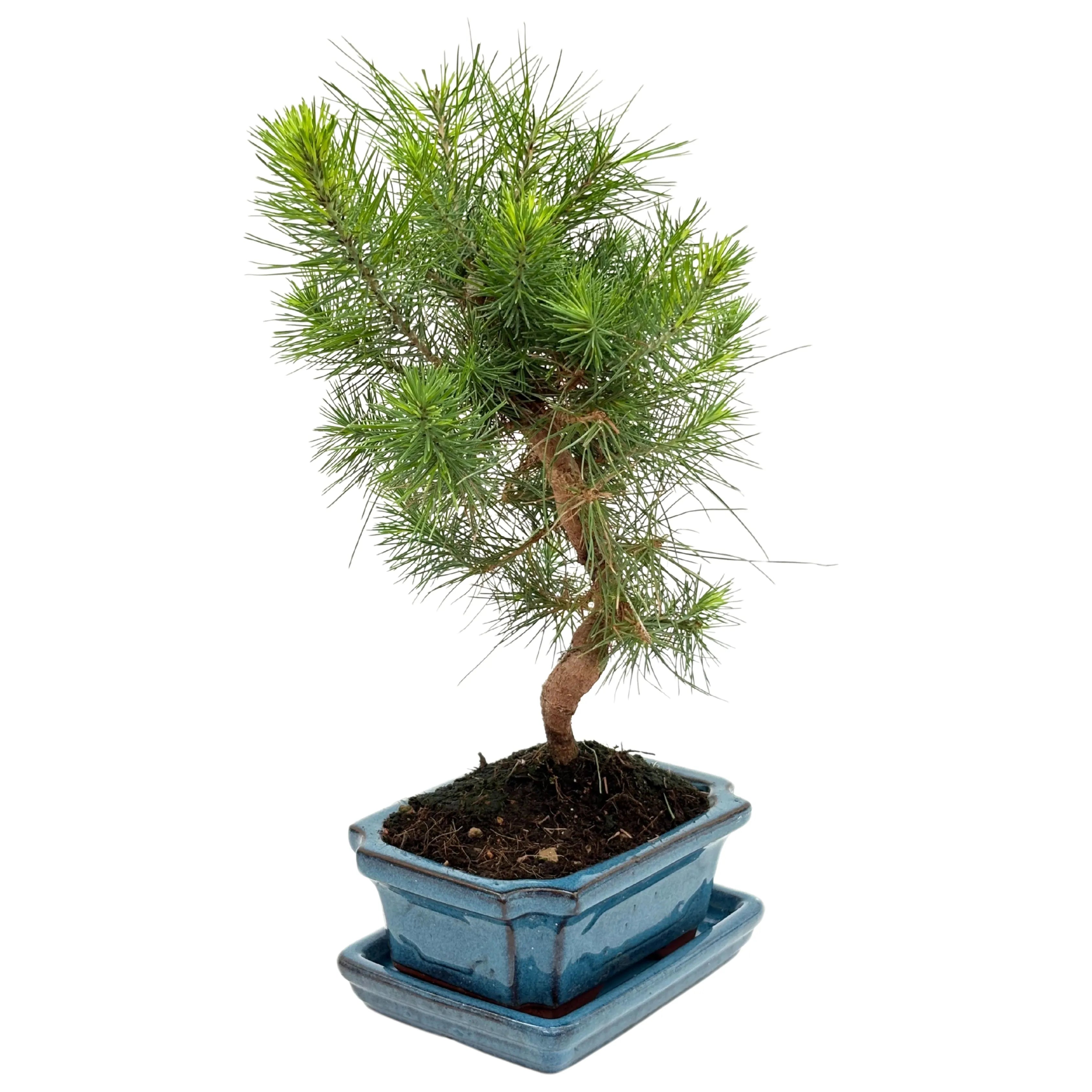 Bonsai Pinus Halepensis 7 Anni - Collezione Premium