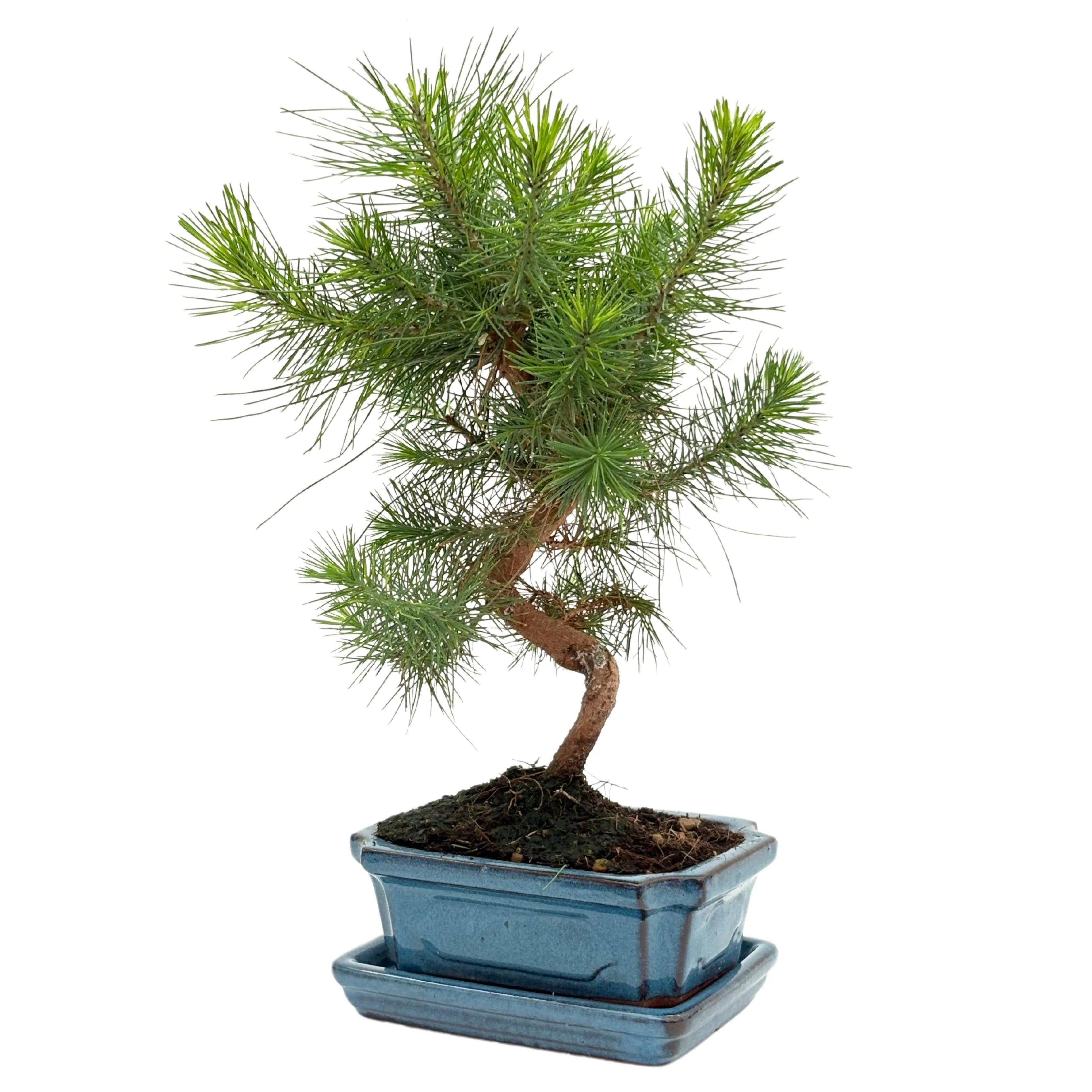 Bonsai Pinus Halepensis 7 Anni - Collezione Premium