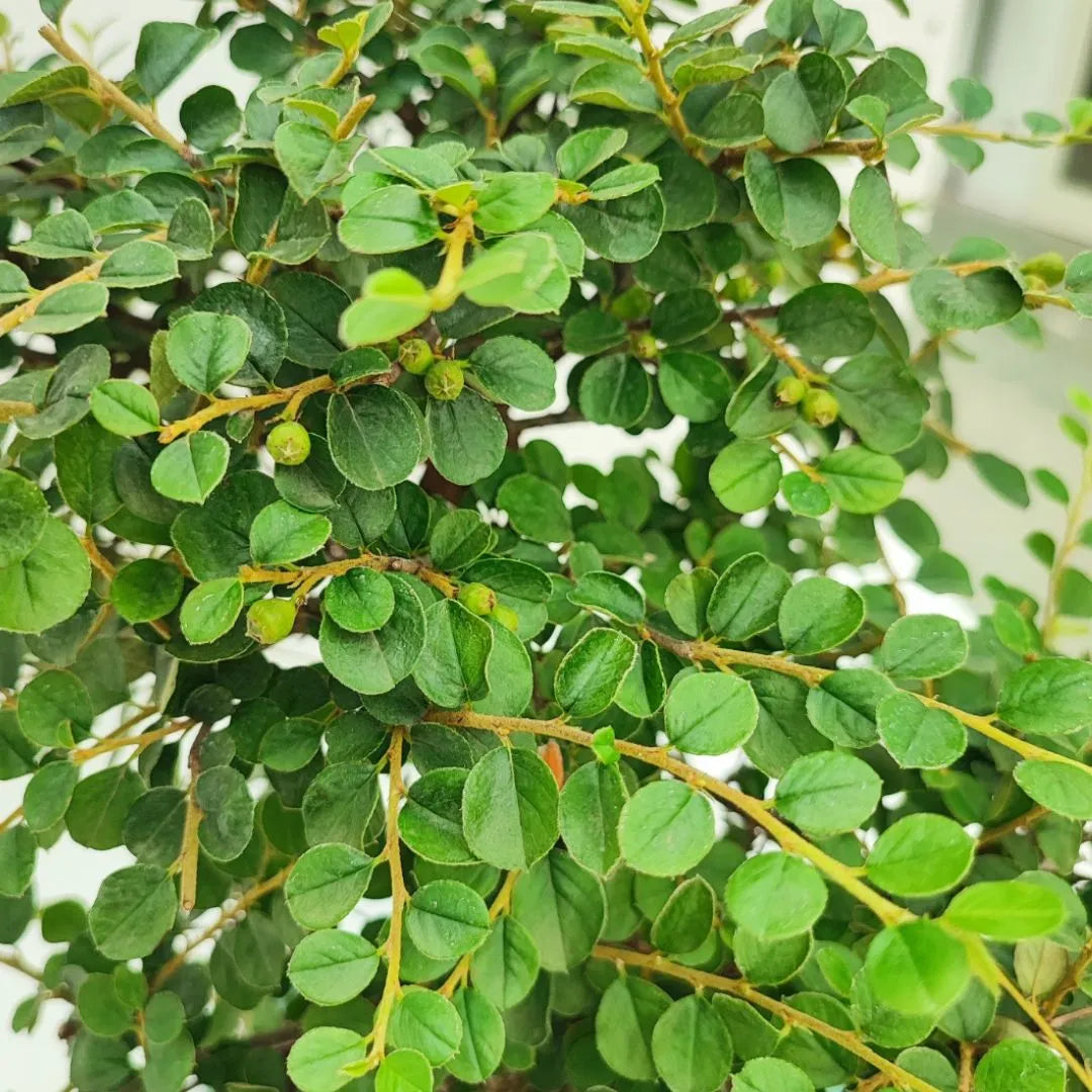 Bonsai Cotoneaster Horizontalis 10 Anni - Collezione Premium